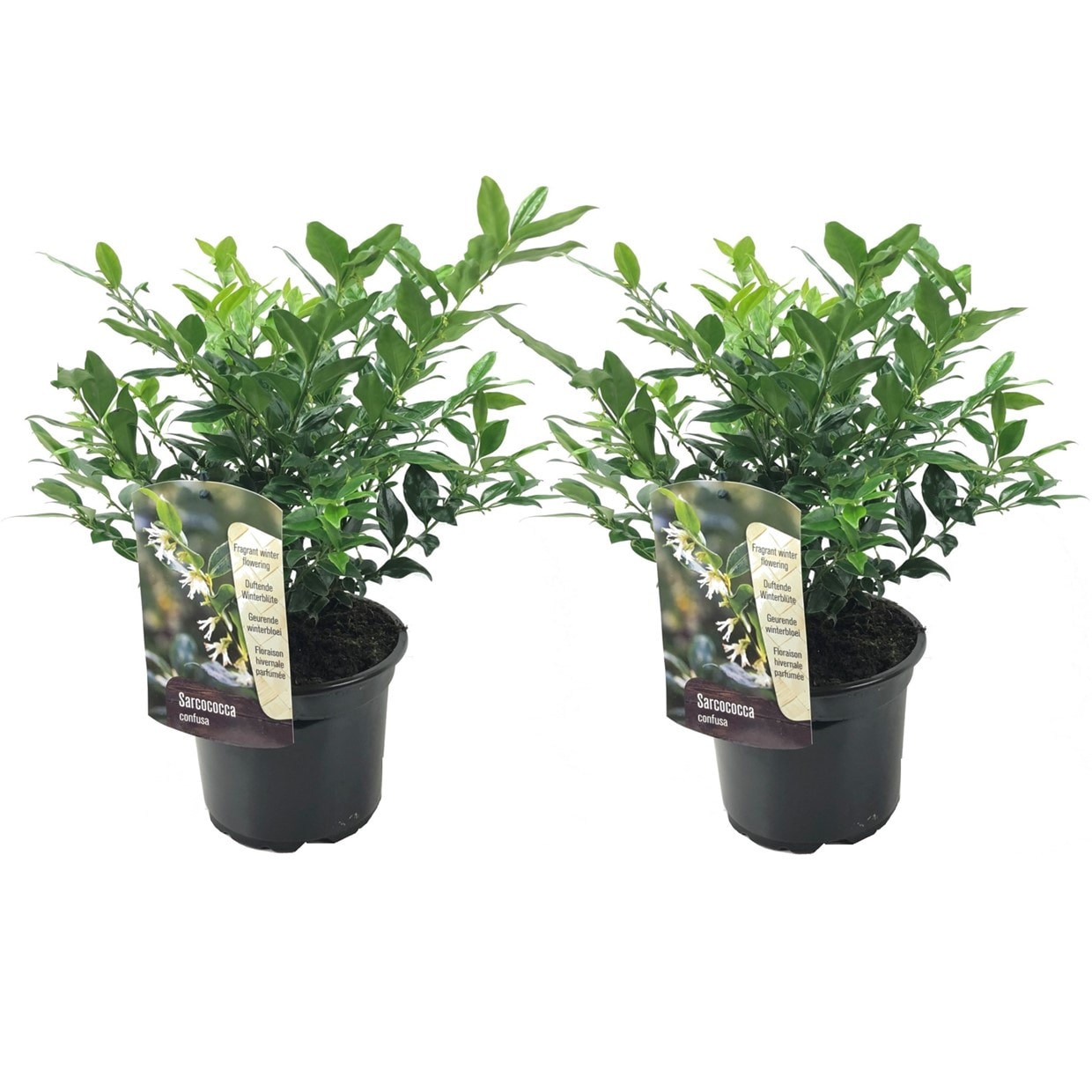 Plant in a Box - Kaukasus Schneeball - 2 Stk - Sarcococca 'Confusa' - H&ouml;he 30-40cm - Topf 17cm - Bild 1