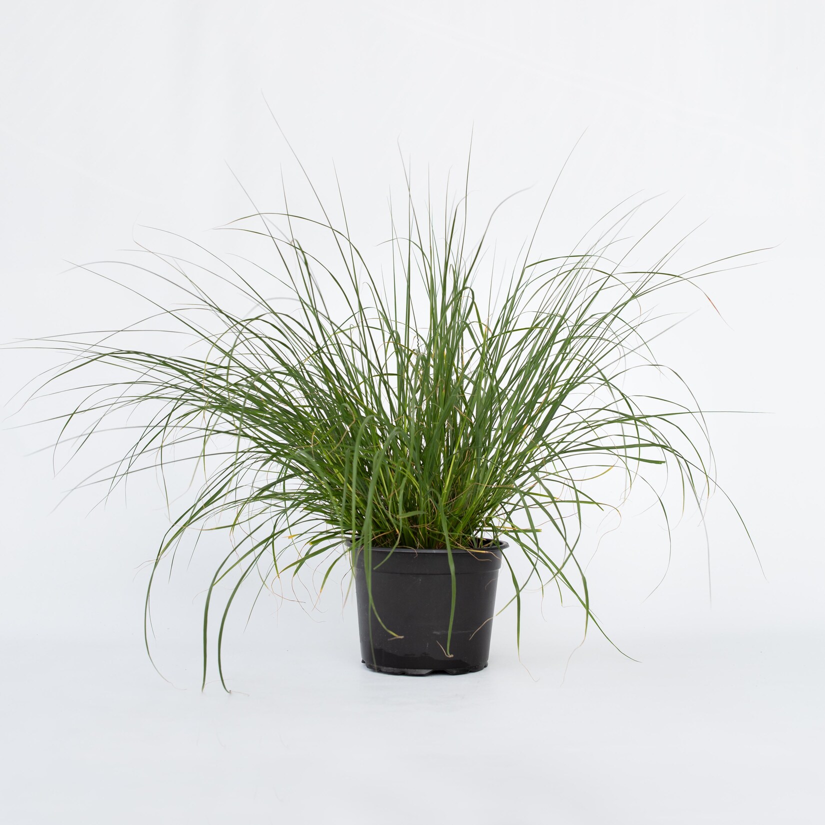 Plant in a Box – Lampenputzergras – Pennisetum alopecuroides ‚Hameln‘ – Höhe 20-30cm – Topf 23cm | 07428471769623