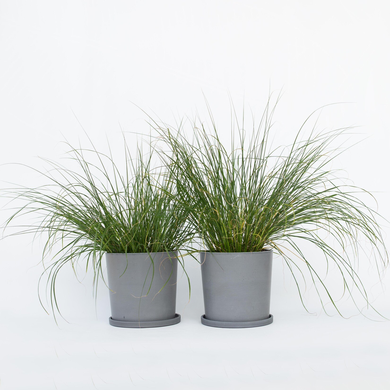 Plant in a Box – Lampenputzergras – 2 Stk – Pennisetum ‚Hameln‘ – Höhe 20-30cm – Topf 23cm | 07428477551574
