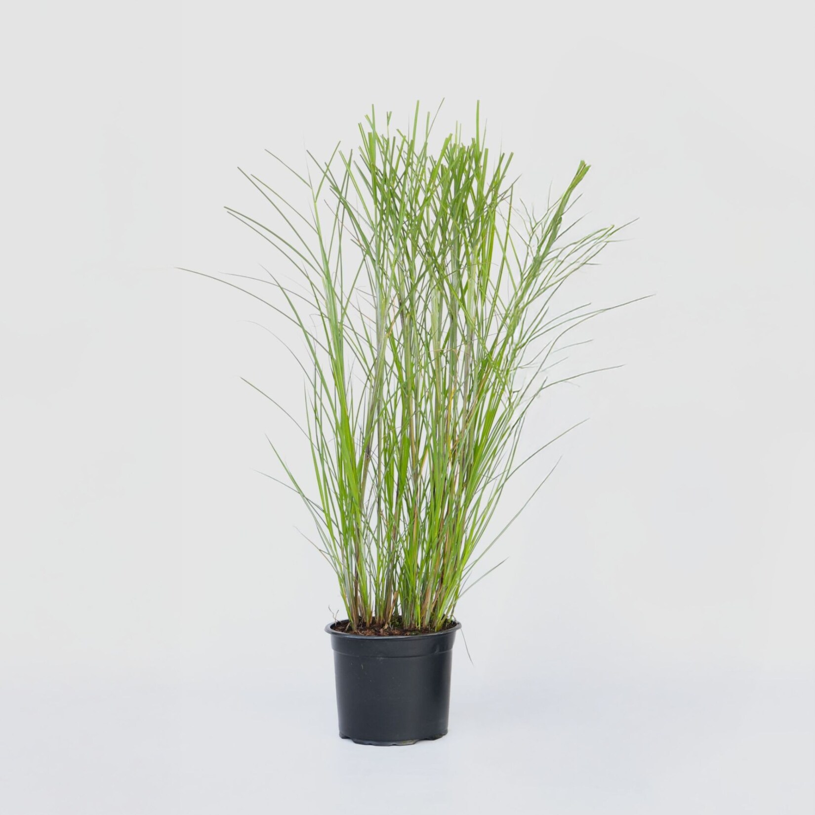 Plant in a Box – Chinaschilf Zebrinus – Miscanthus sinensis ‚Gracillimus‘ – Höhe 40-60cm – Topf 23cm | 07428479180963