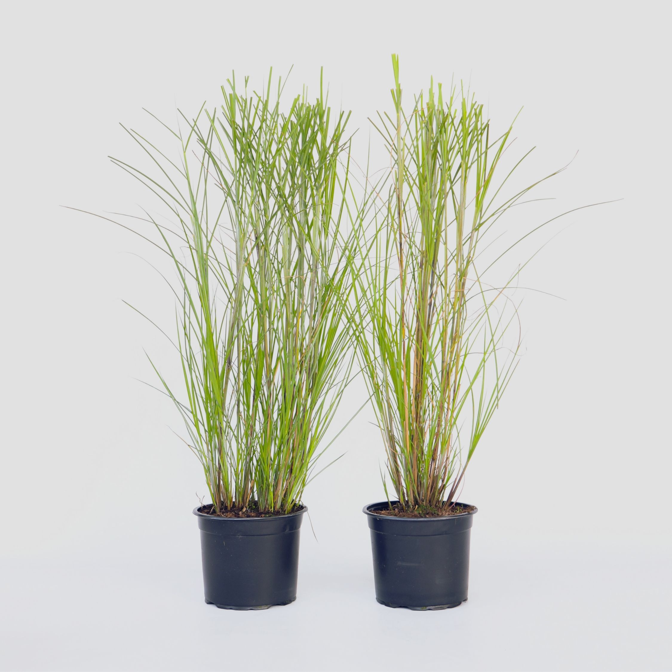 Plant in a Box - Chinaschilf Zebrinus - 2 Stk - Miscanthus 'Gracillimus' - H&ouml;he 40-60cm - Topf 23cm - Bild 1