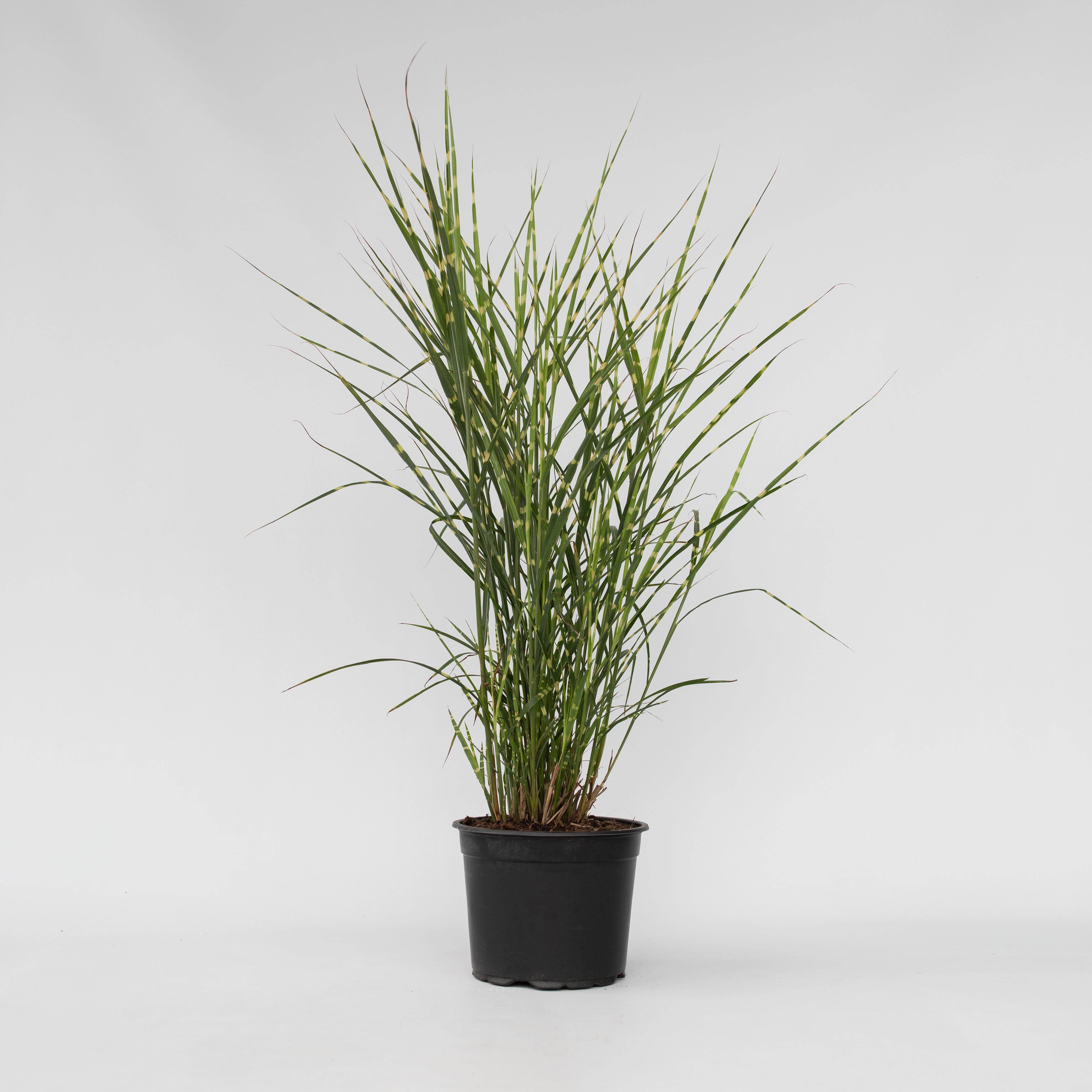 Plant in a Box - Chinaschilf Zebrinus - Miscanthus sinensis 'Zebrinus' - H&ouml;he 20-30cm - Topf 23cm - Bild 1