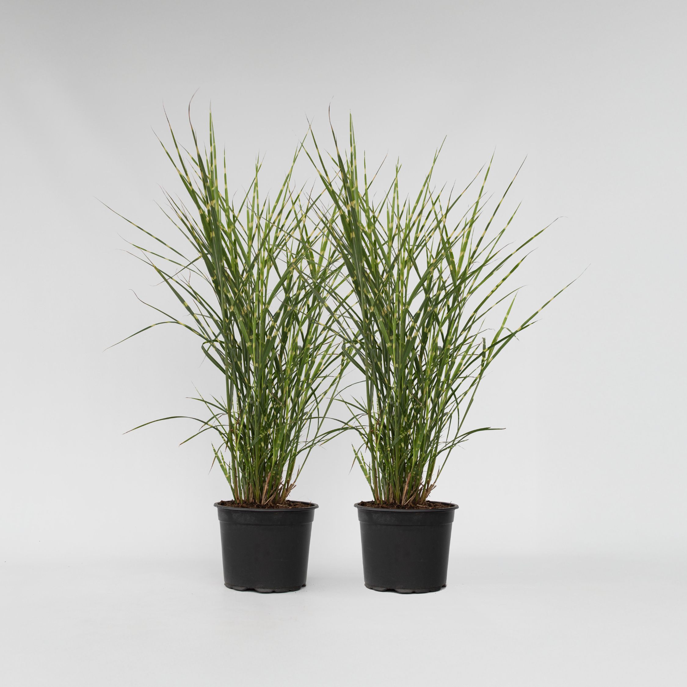 Plant in a Box - Chinaschilf - 2 Stk - Miscanthus 'Zebrinus' - H&ouml;he 20-30cm - Topf 23cm - Bild 1