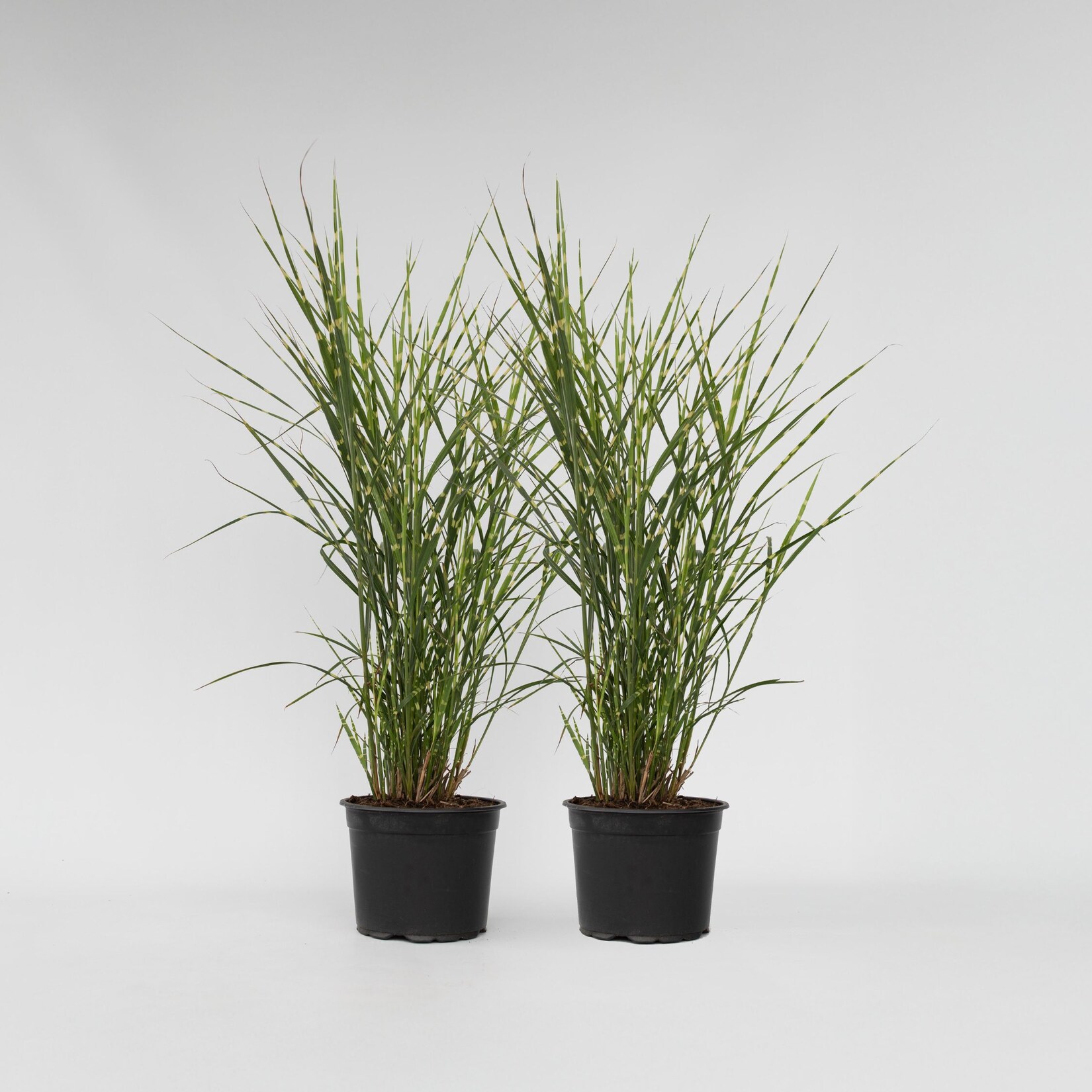 Plant in a Box – Chinaschilf – 2 Stk – Miscanthus ‚Zebrinus‘ – Höhe 20-30cm – Topf 23cm | 07428473666203