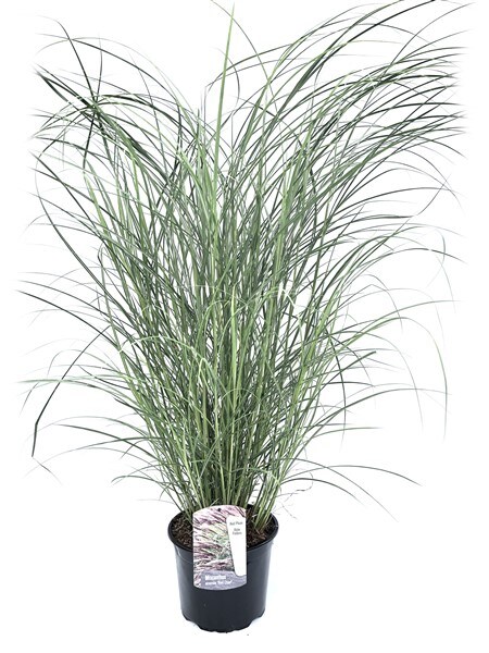 Plant in a Box – Chinaschilf Zebrinus – Miscanthus sinensis ‚Red Chief‘ – Höhe 40-60cm – Topf 23cm | 07428476114459