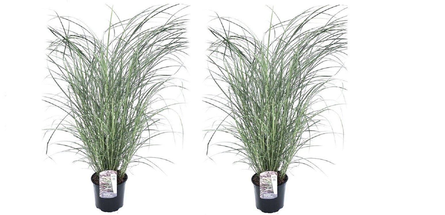 Plant in a Box - Chinaschilf Zebrinus - 2 Stk - Miscanthus 'Red Chief' - H&ouml;he 40-60cm - Topf 23cm - Bild 1