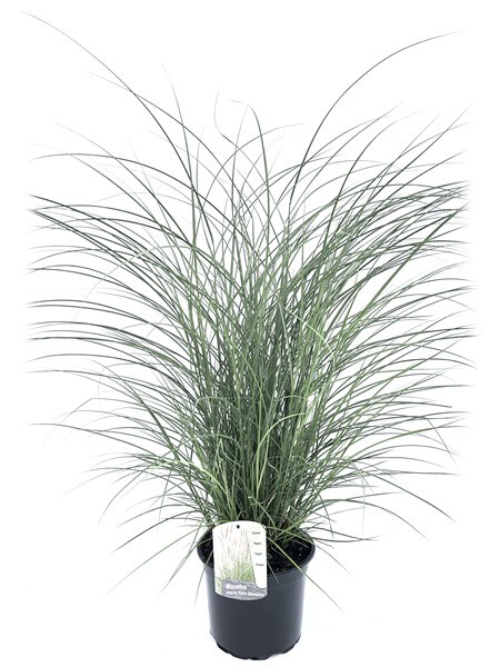 Plant in a Box - Chinaschilf Zebrinus - Miscanthus 'Kleine Silberspinne - H&ouml;he 20-30cm - Topf 23cm - Bild 1