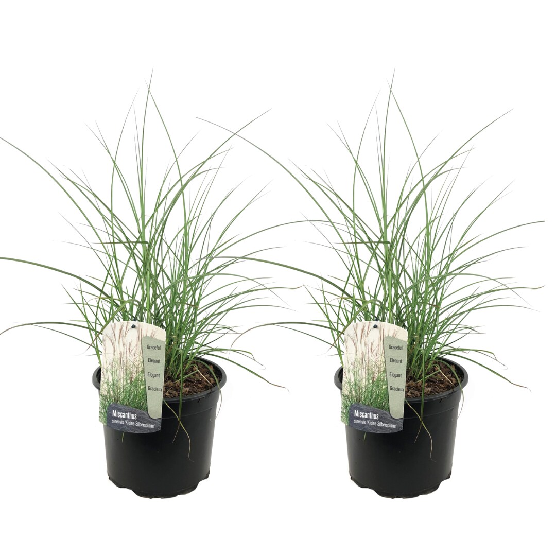 Plant in a Box - Chinaschilf Zebrinus - 2 Stk - Miscanthus 'Silberspinne' - H&ouml;he 20-30cm - Topf 23cm - Bild 1