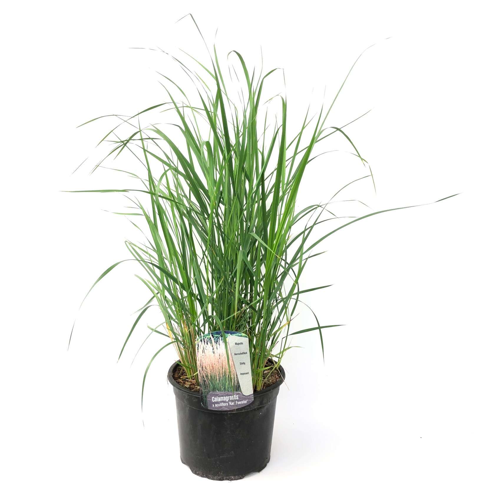 Plant in a Box – Reitgras – Calamagrostis ‚Karl Foerster‘ – Höhe 40-60cm – Topf 23cm | 06097228570587