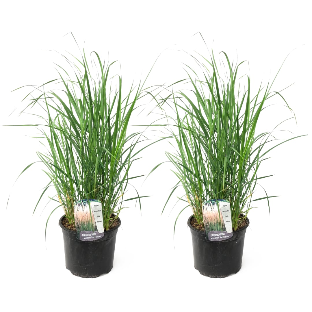 Plant in a Box - Reitgras - 2 Stk - Calamagrostis 'Karl Foerster' - H&ouml;he 40-60cm - Topf 23cm - Bild 1