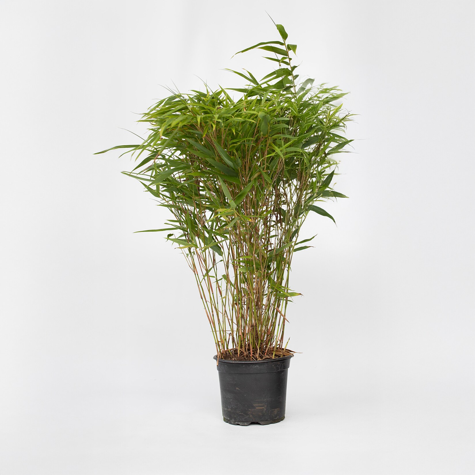Plant in a Box – Bambus – Fargesia nitida ‚Gansu‘ – Höhe 50-70cm – Topf 17cm | 08721278900497
