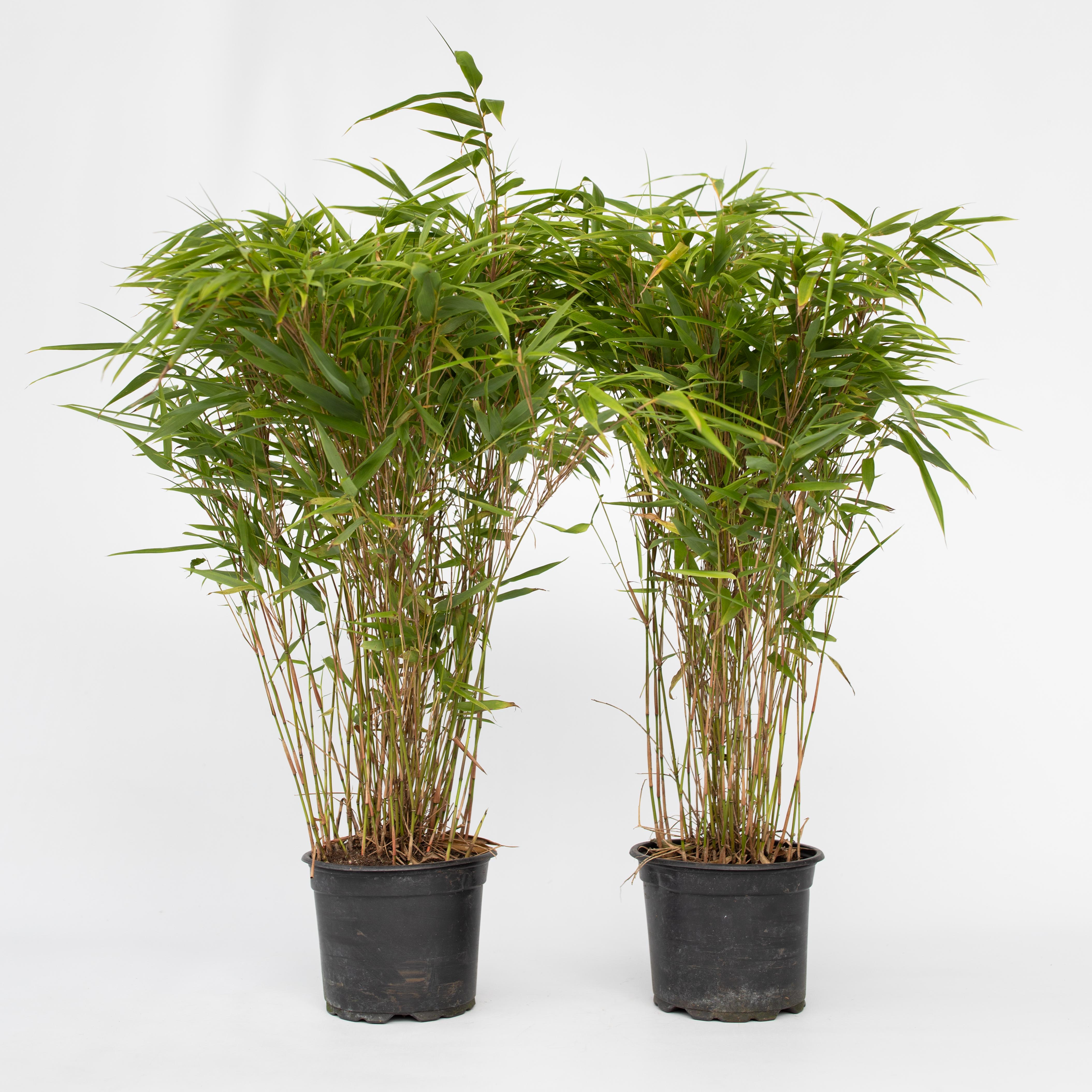 Plant in a Box - Bambus - 4 Stk - Fargesia nitida 'Gansu' - H&ouml;he 50-70cm - Topf 17cm - Bild 1