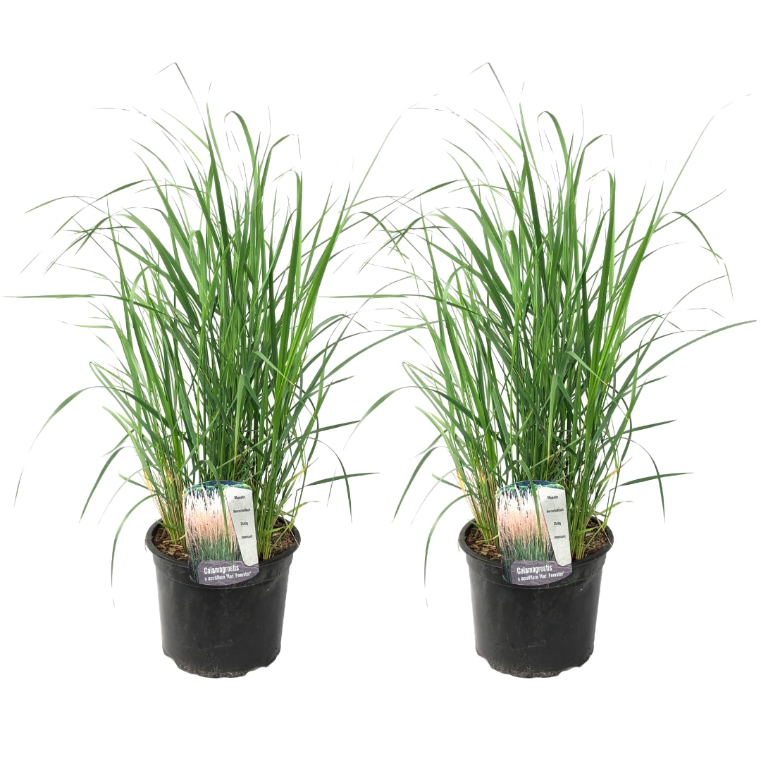 Plant in a Box - Fingergras - 2 Stk - Panicum virgatum 'Heavy Metal' - H&ouml;he 40-60cm - Topf 23cm - Bild 1