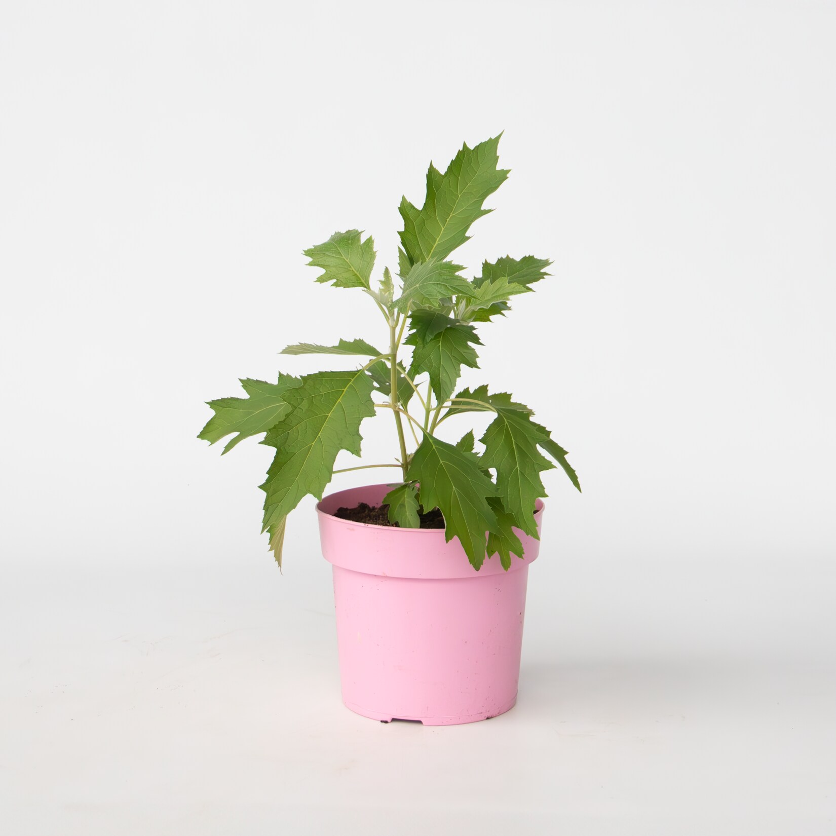 Plant in a Box – Hortensie – Hydrangea paniculata ‚Ice Crystal‘ – Höhe 25-40cm – Topf 19cm | 08721278900787