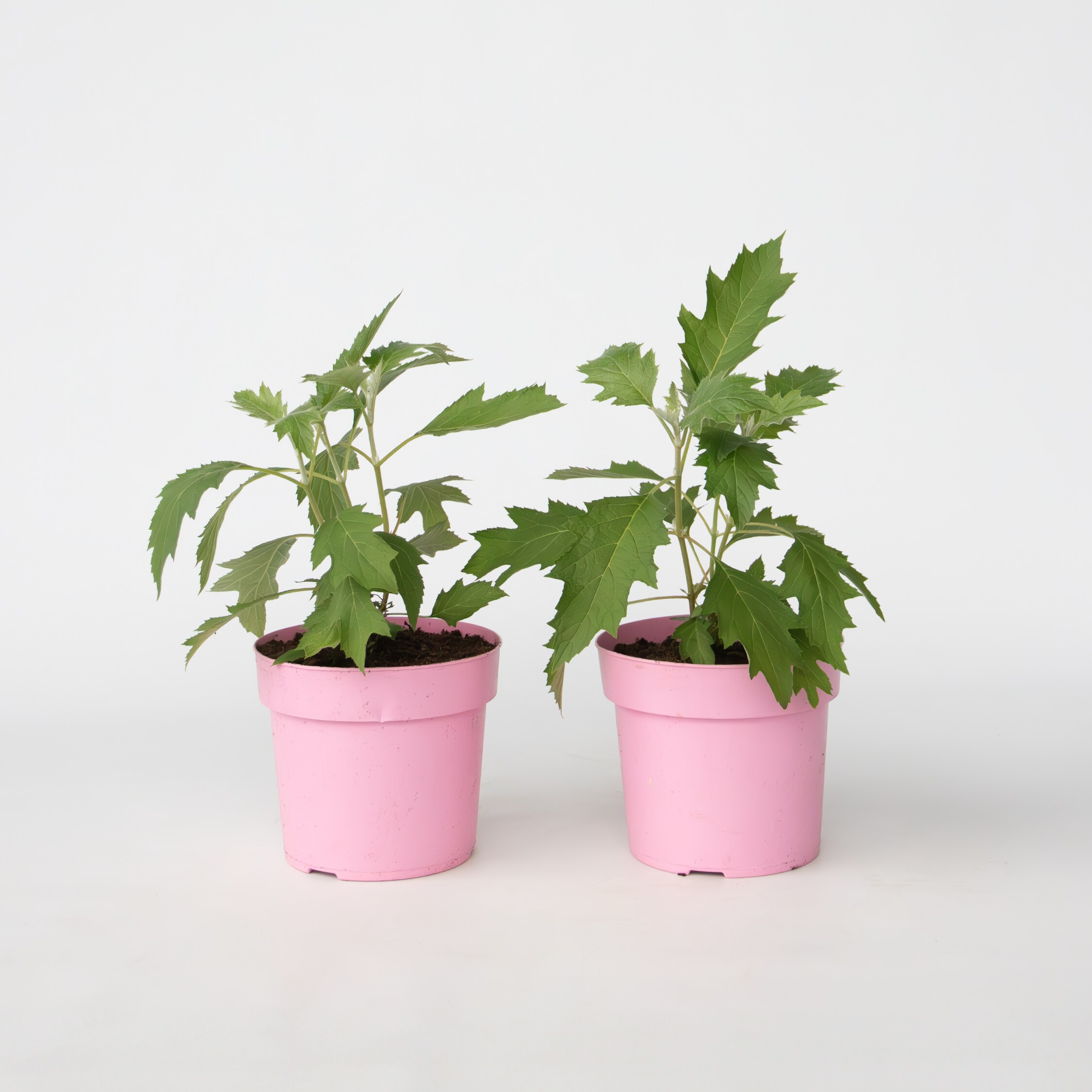 Plant in a Box - Hortensie - 2 Stk - Hydrangea 'Ice Crystal' - H&ouml;he 25-40cm - Topf 19cm - Bild 1