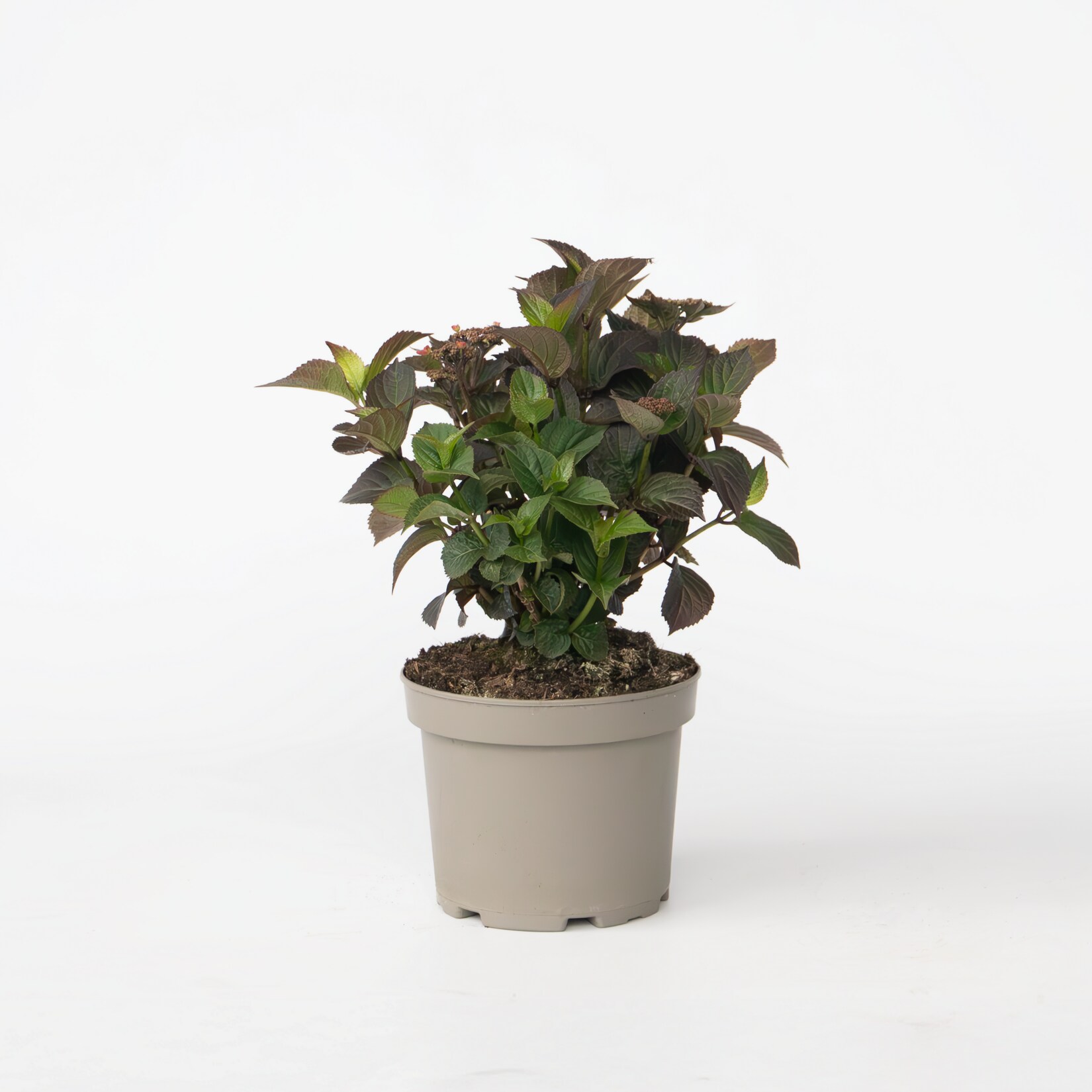 Plant in a Box – Hortensie – Hydrangea paniculata ‚Dare Devil‘ – Höhe 25-40cm – Topf 19cm | 08721278900763