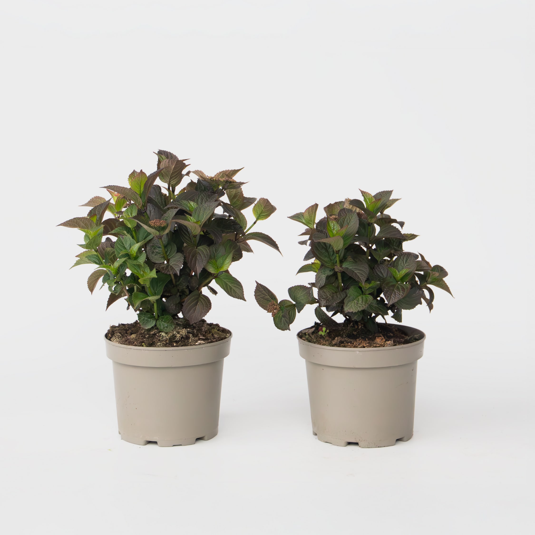 Plant in a Box - Hortensie - 2 Stk - Hydrangea 'Dare Devil' - H&ouml;he 25-40cm - Topf 19cm - Bild 1