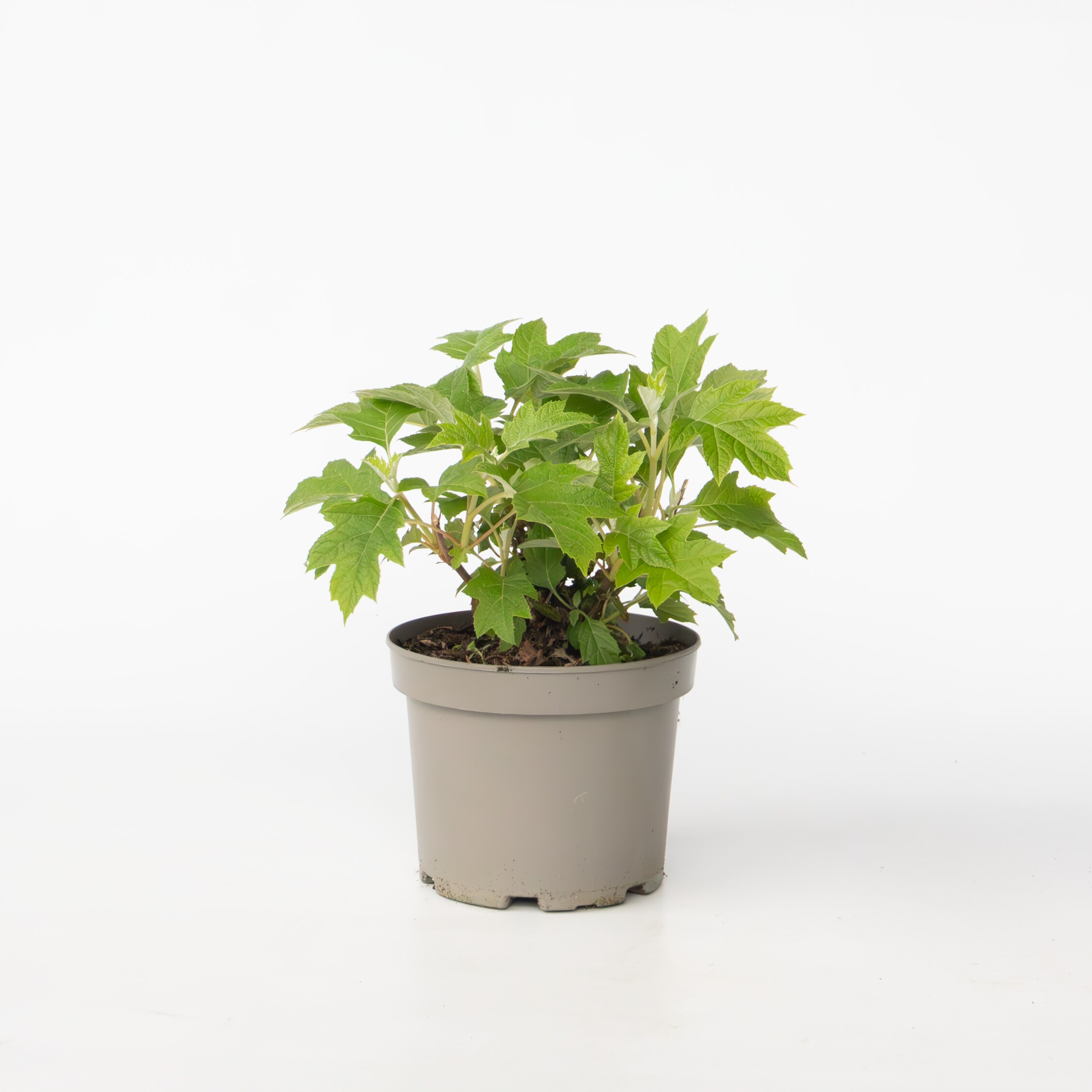 Plant in a Box - Hortensie - Hydrangea paniculata 'Toy Soldier' - H&ouml;he 25-40cm - Topf 19cm - Bild 1