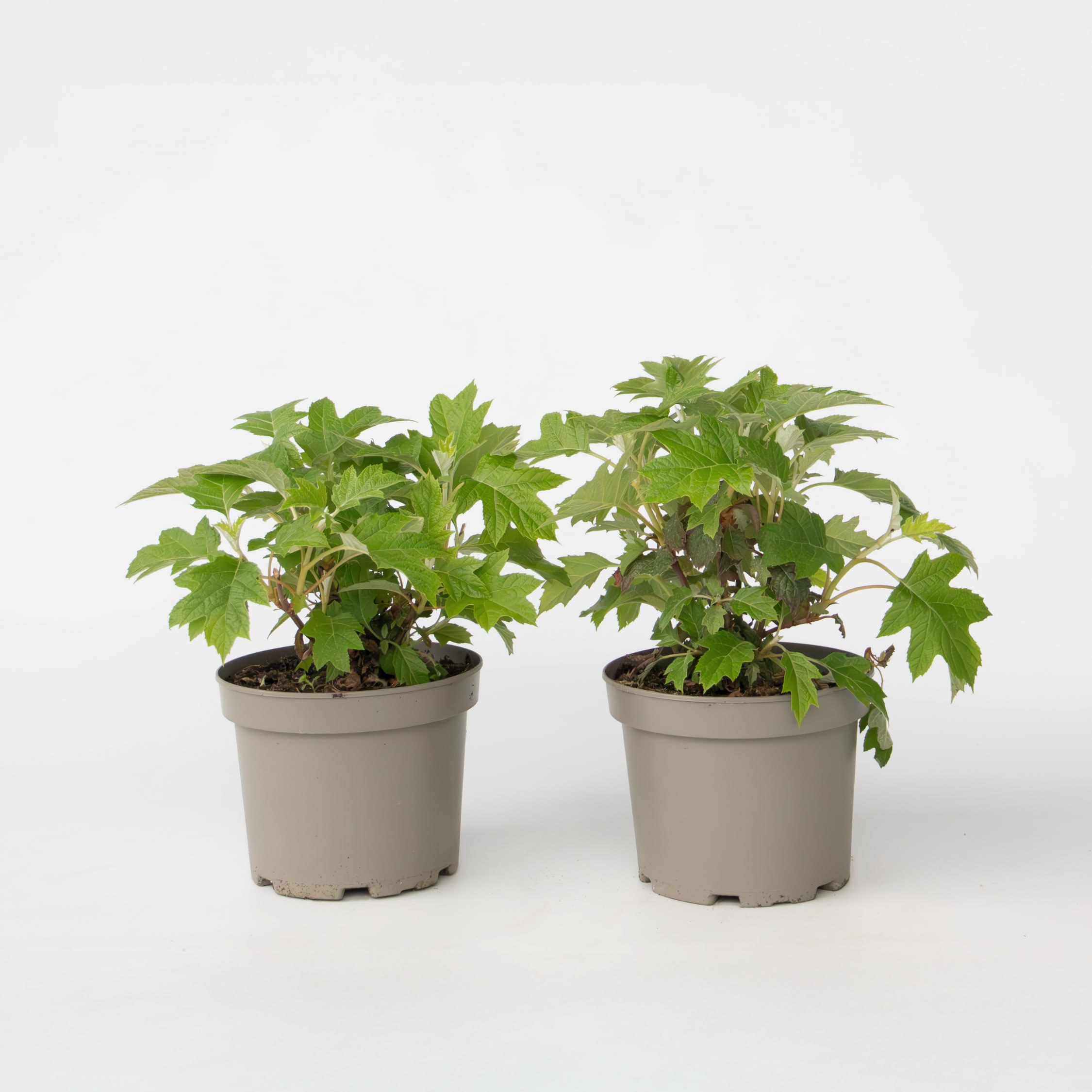 Plant in a Box - Hortensie - 2 Stk - Hydrangea 'Toy Soldier' - H&ouml;he 25-40cm - Topf 19cm - Bild 1