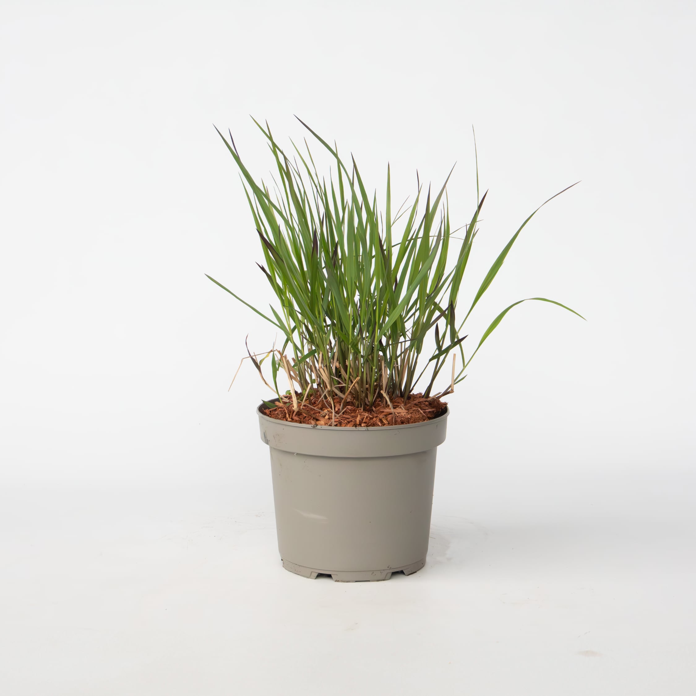 Plant in a Box - Fingergras - Panicum Virgatum 'Squaw' - H&ouml;he 40-60cm - Topf 23cm - Bild 1