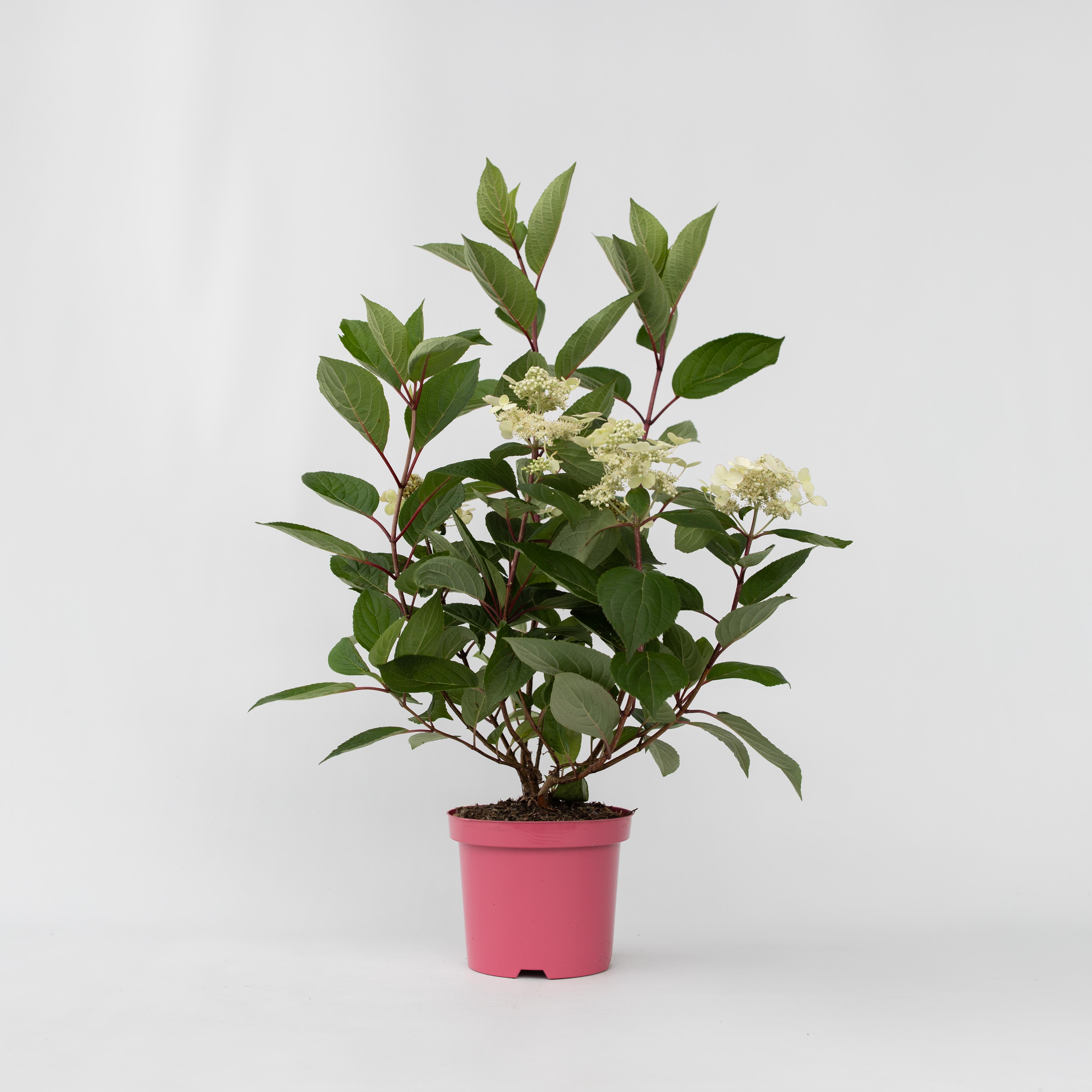 Plant in a Box - Hortensie - Hydrangea paniculata 'Early Harry' - H&ouml;he 25-40cm - Topf 19cm - Bild 1