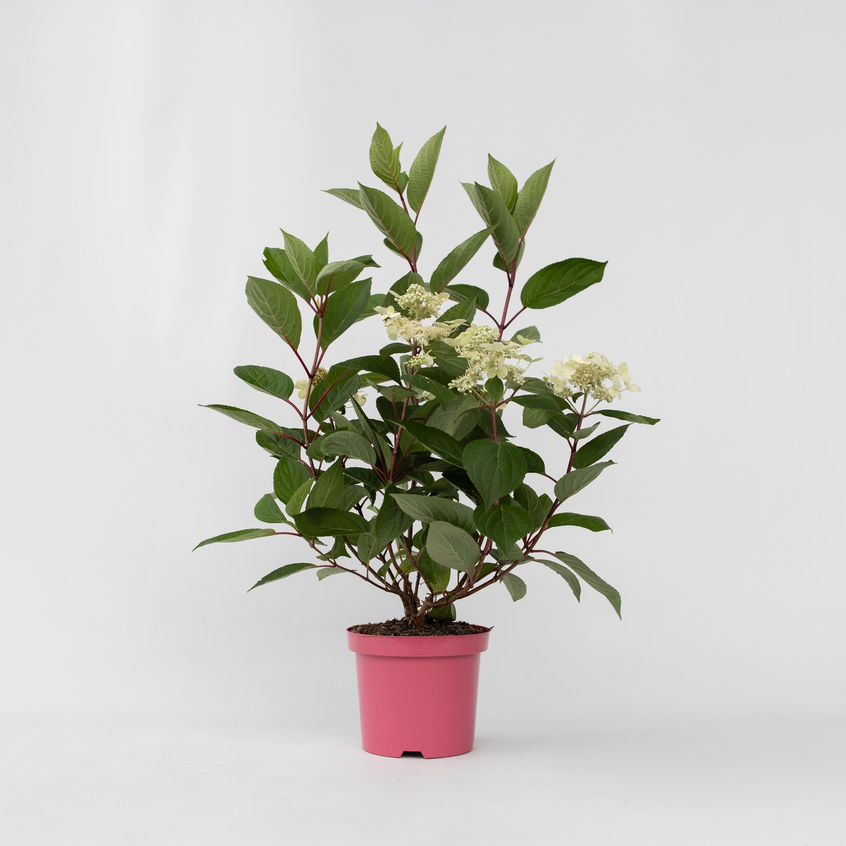 Plant in a Box – Hortensie – Hydrangea paniculata ‚Early Harry‘ – Höhe 25-40cm – Topf 19cm | 06097225091054