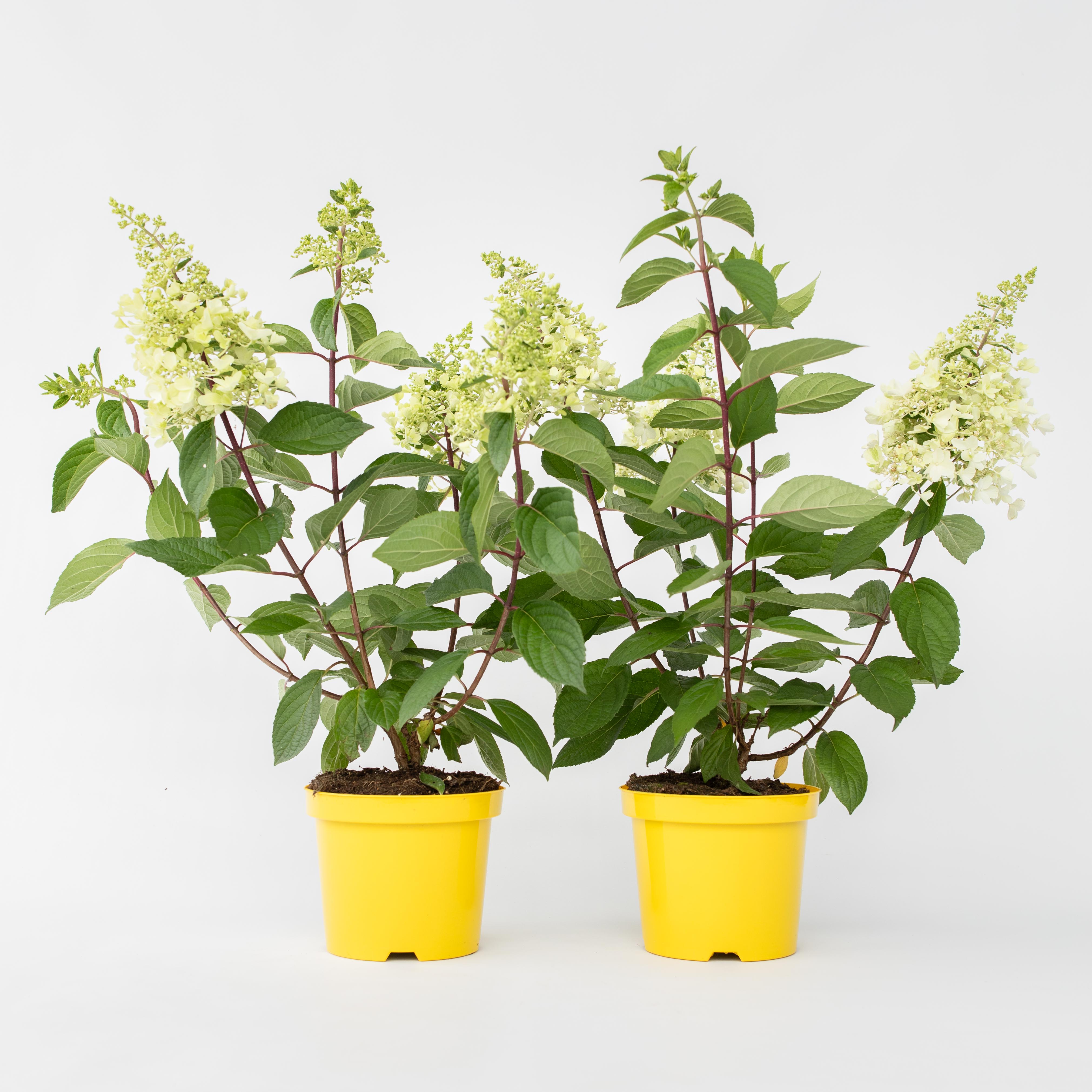 Plant in a Box - Hortensie - 2 Stk - Hydrangea paniculata 'Candlelight' - H&ouml;he 25-40cm - Topf 19cm - Bild 1