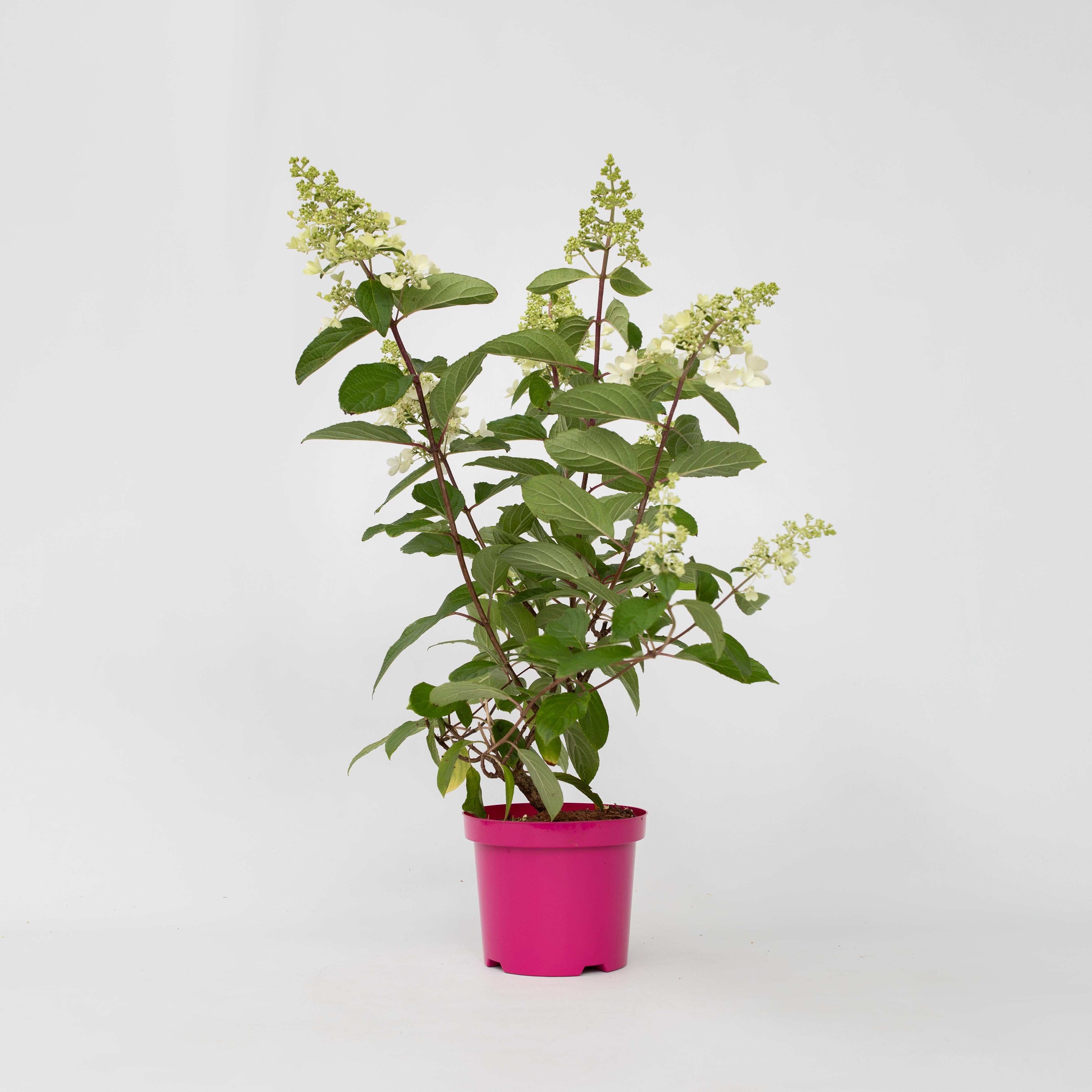 Plant in a Box - Hortensie - 4 Stk - Hydrangea paniculata 'Pinky Winky' - H&ouml;he 25-40cm - Topf 19cm - Bild 1