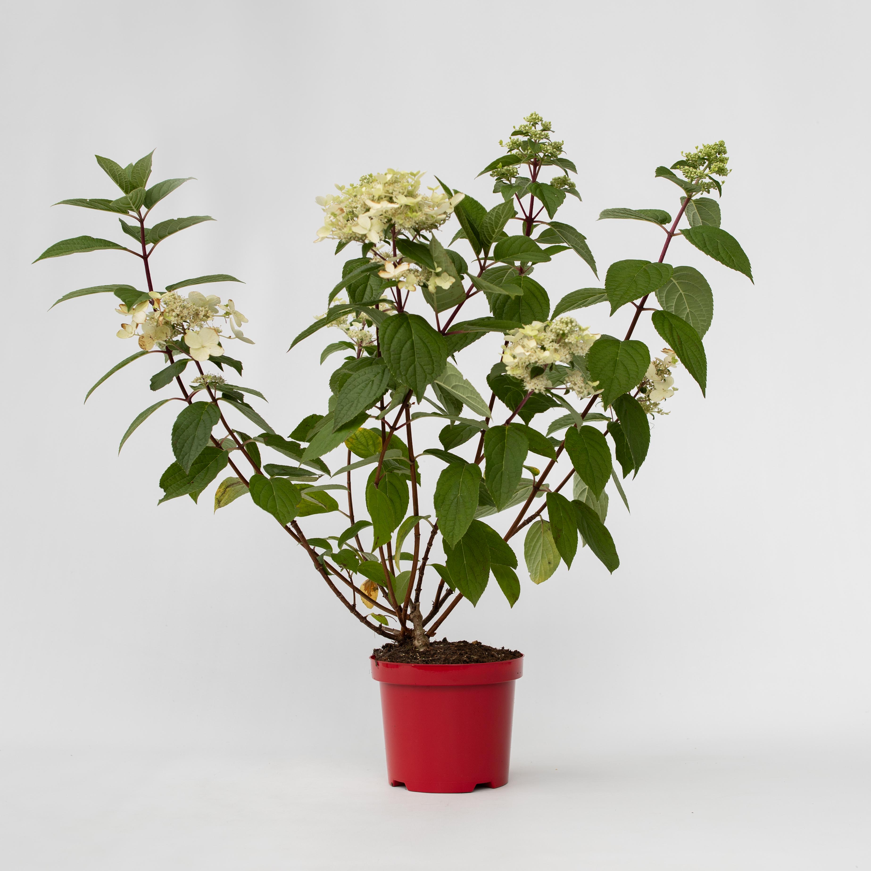 Plant in a Box - Hortensie - Hydrangea paniculata 'Wim's Red' - H&ouml;he 25-40cm - Topf 19cm - Bild 1