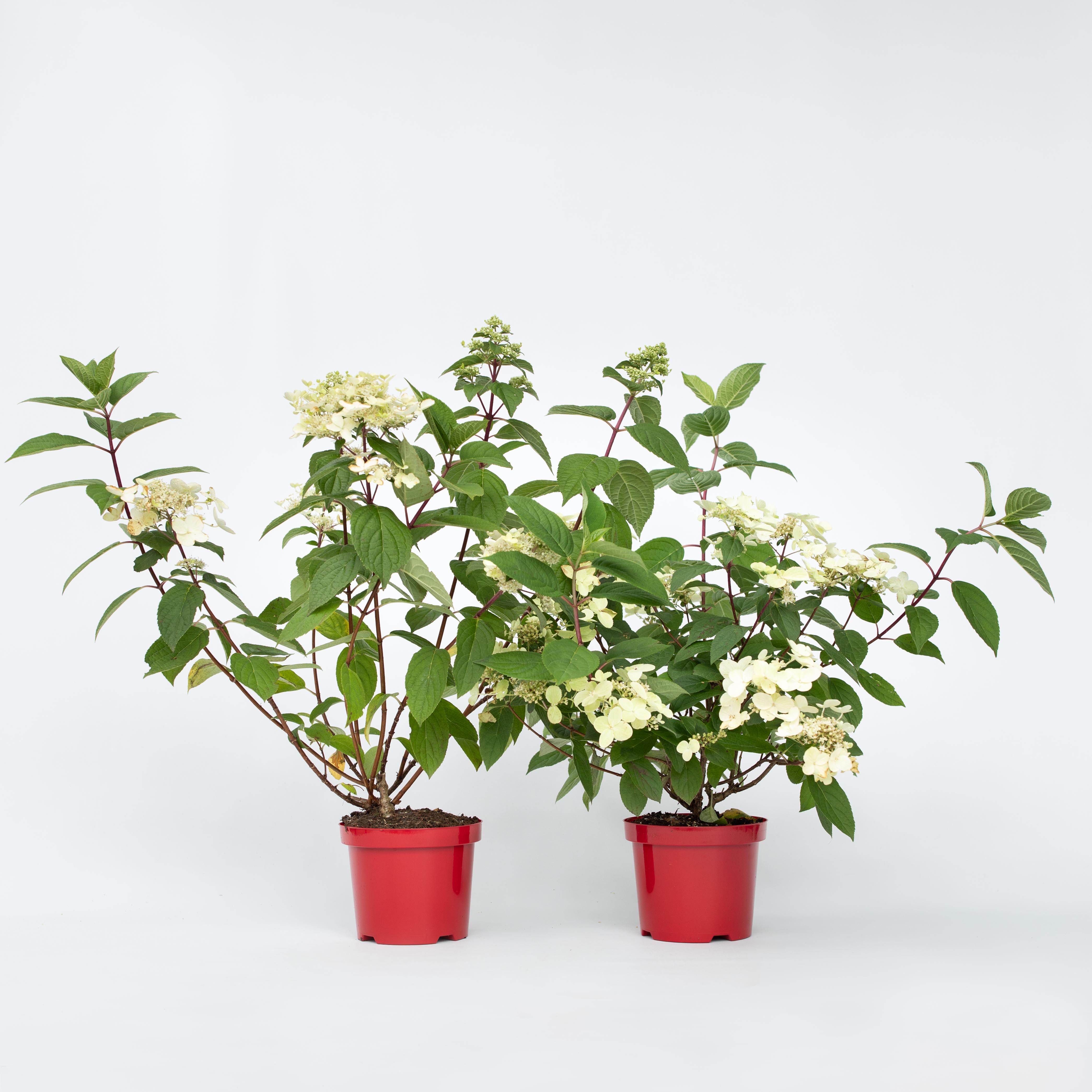 Plant in a Box - Hortensie - 2 Stk - Hydrangea paniculata 'Wim's Red' - H&ouml;he 25-40cm - Topf 19cm - Bild 1
