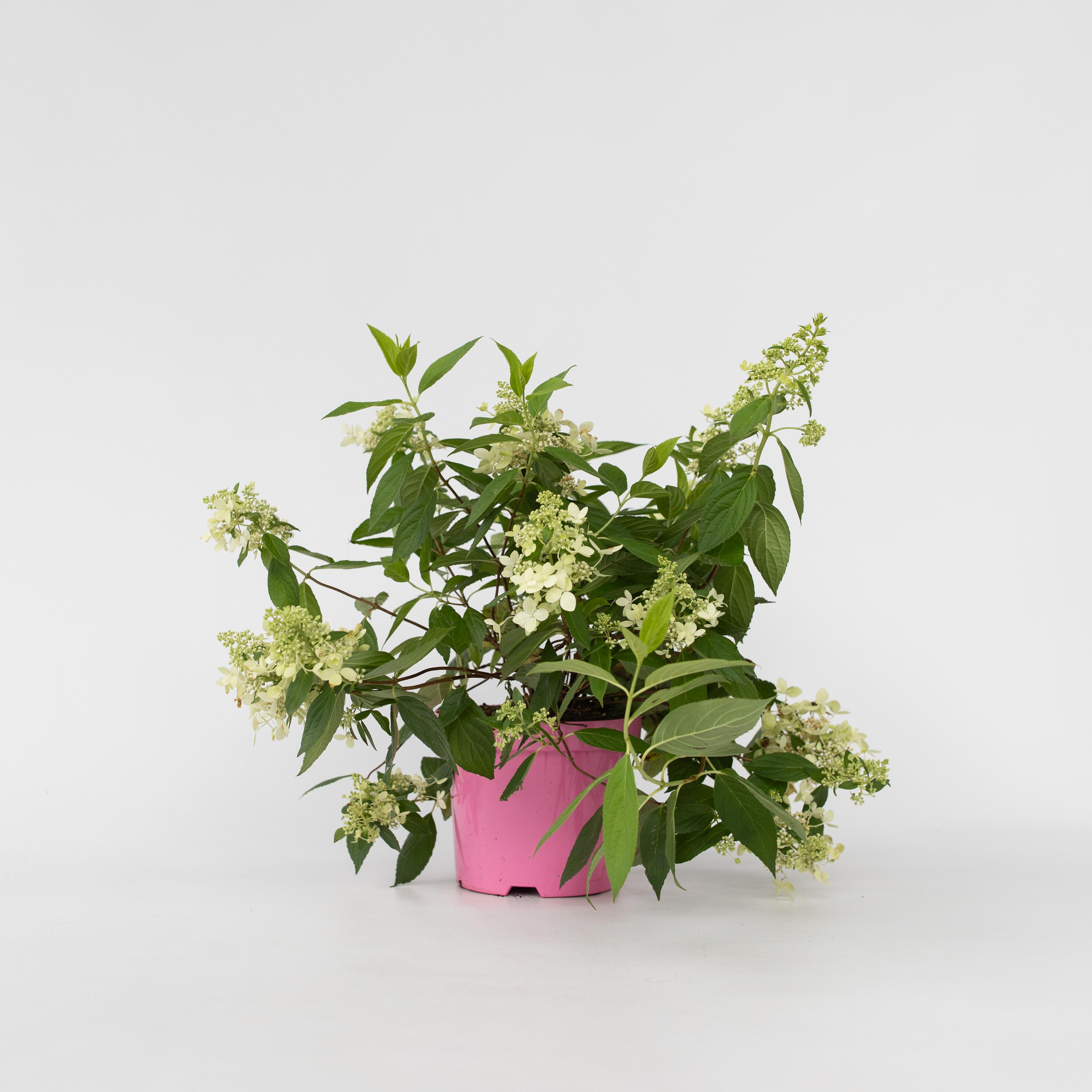 Plant in a Box - Hortensie - Hydrangea paniculata 'Confetti' - H&ouml;he 25-40cm - Topf 19cm - Bild 1