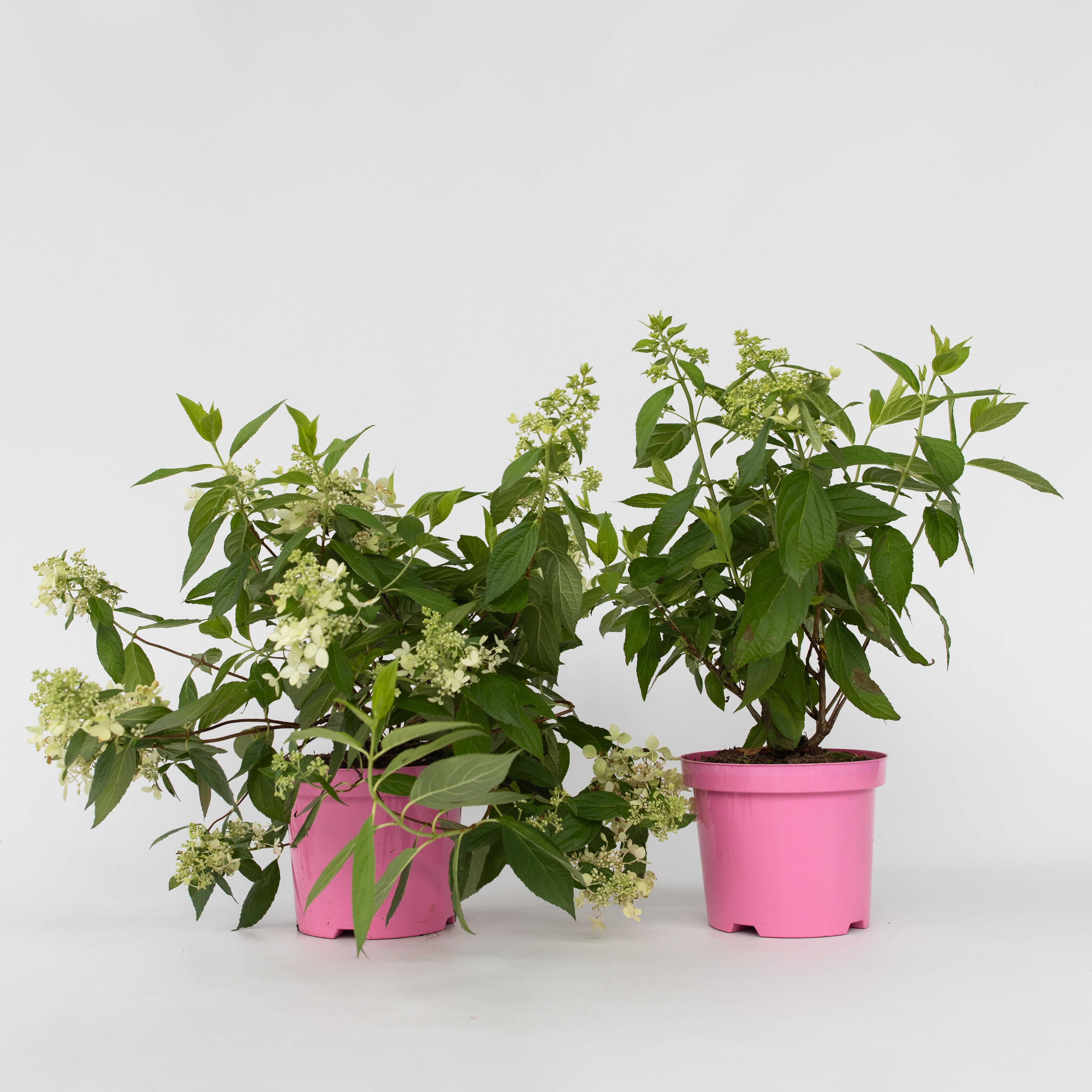 Plant in a Box - Hortensie - 2 Stk - Hydrangea paniculata 'Confetti' - H&ouml;he 25-40cm - Topf 19cm - Bild 1