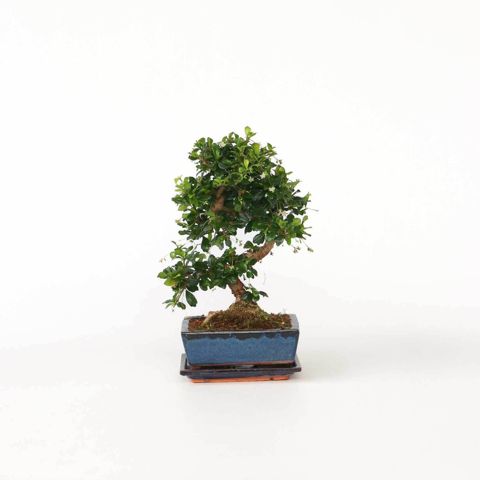 Plant in a Box – Bonsaibaume – Carmona microphylla – Höhe 25-30cm – Topf 20cm | 06097225410428