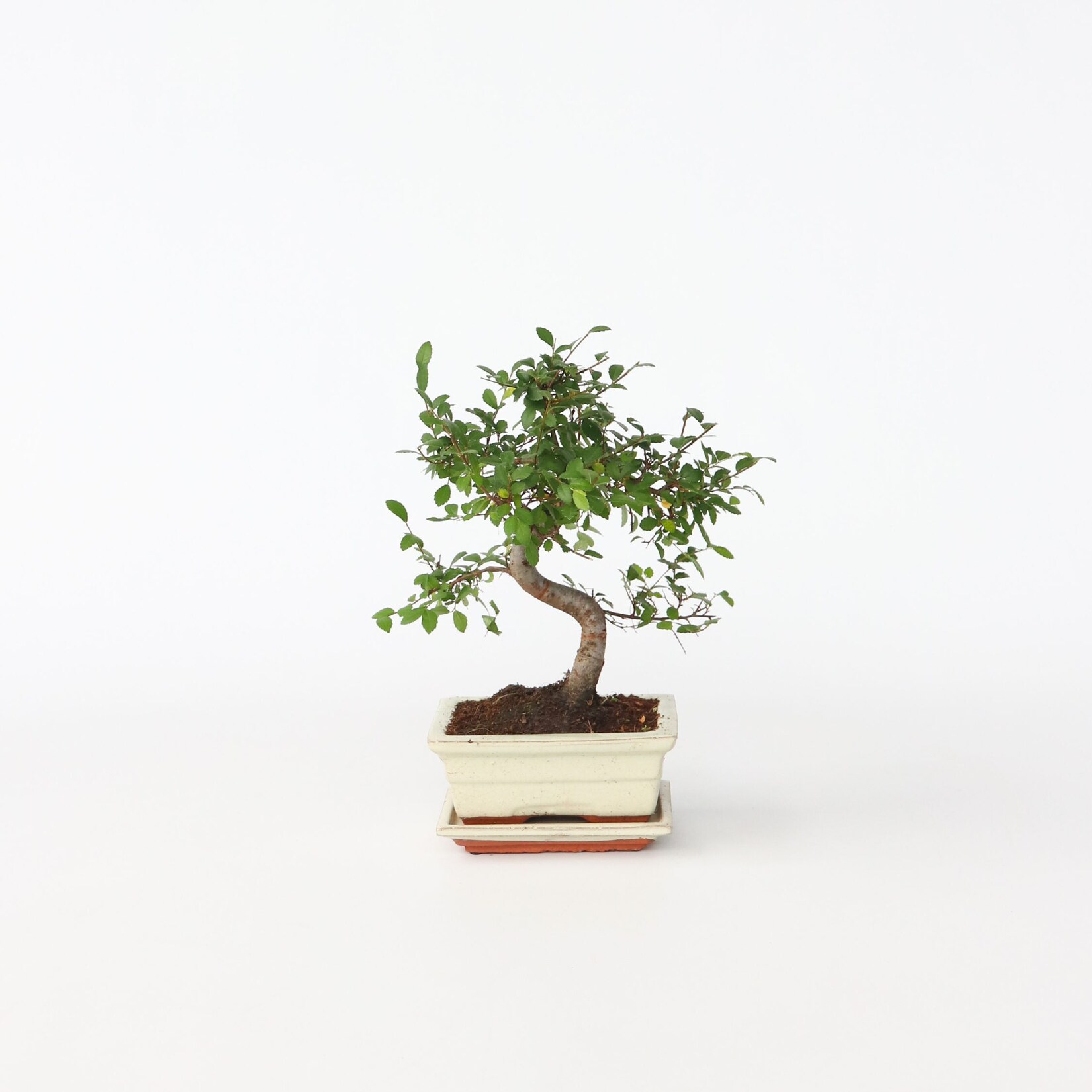 Plant in a Box – Bonsaibaume – Zelkova serrata – Höhe 20-30cm – Topf 20cm | 08721278903849