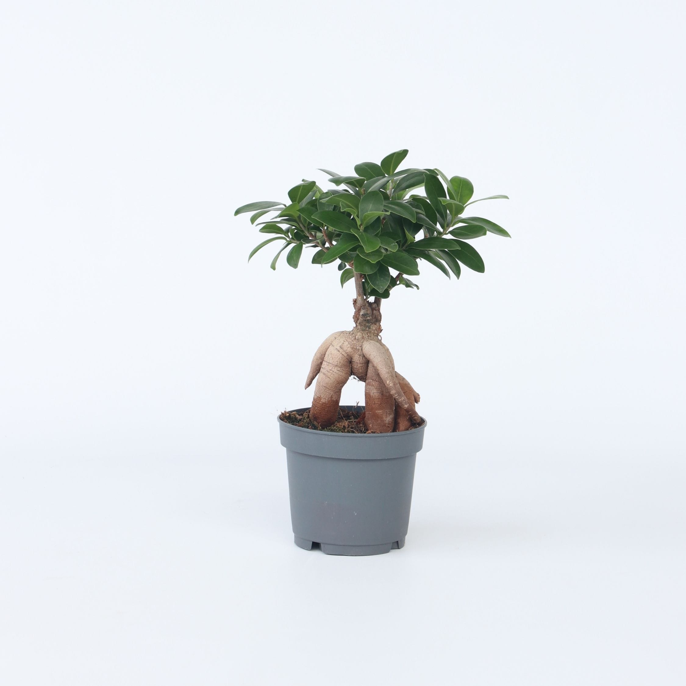 Plant in a Box - Bonsaibaum - Ficus microcarpa - H&ouml;he 30-40cm - Topf 12cm - Bild 1