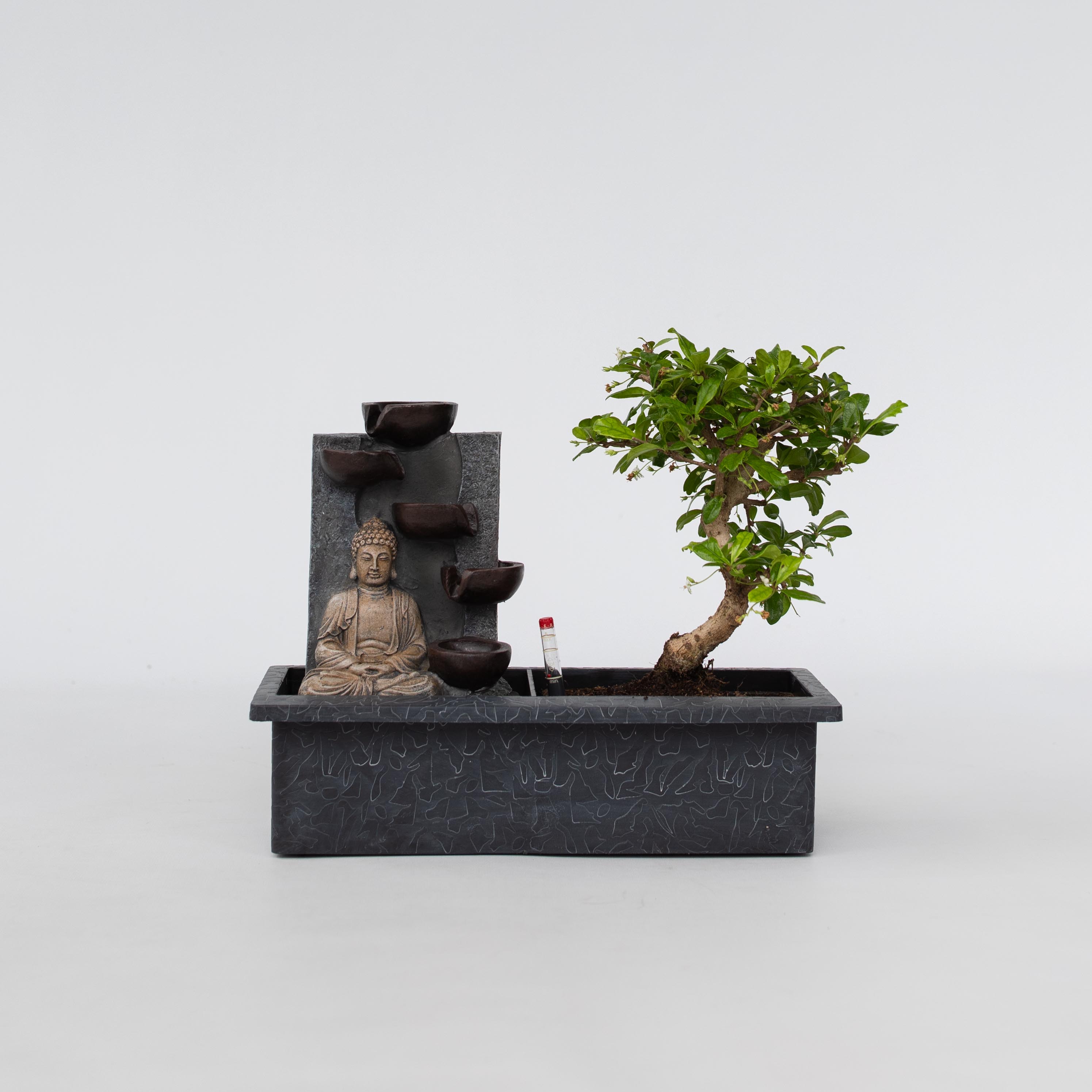 Plant in a Box - Bonsaibaume - Bonsai - H&ouml;he 25-35cm - Topf 29cm - Bild 1