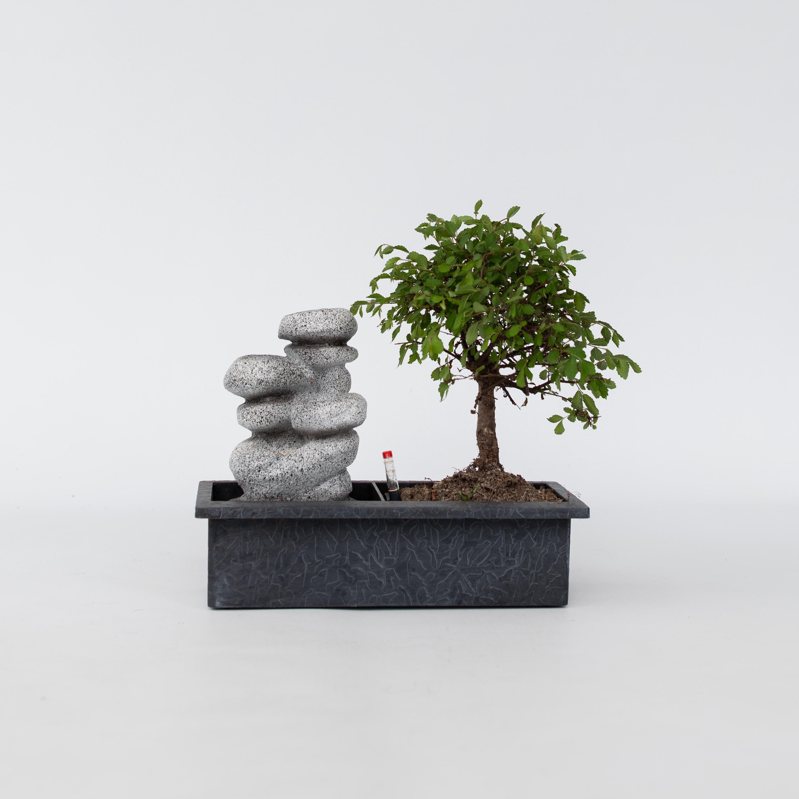 Plant in a Box - Bonsaibaume - Bonsai - H&ouml;he 25-35cm - Topf 29cm - Bild 1