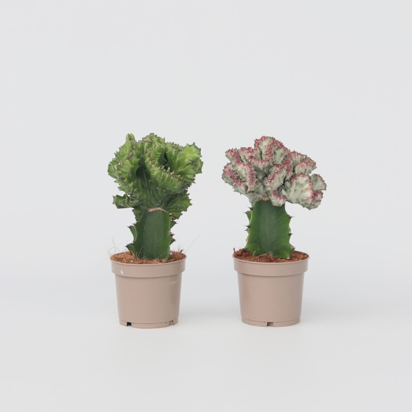 Plant in a Box – Cowboy-Kaktus – 2 Stk – Euphorbia ‚Lactea‘ – Höhe 25-30cm – Topf 12cm | 07428471106428