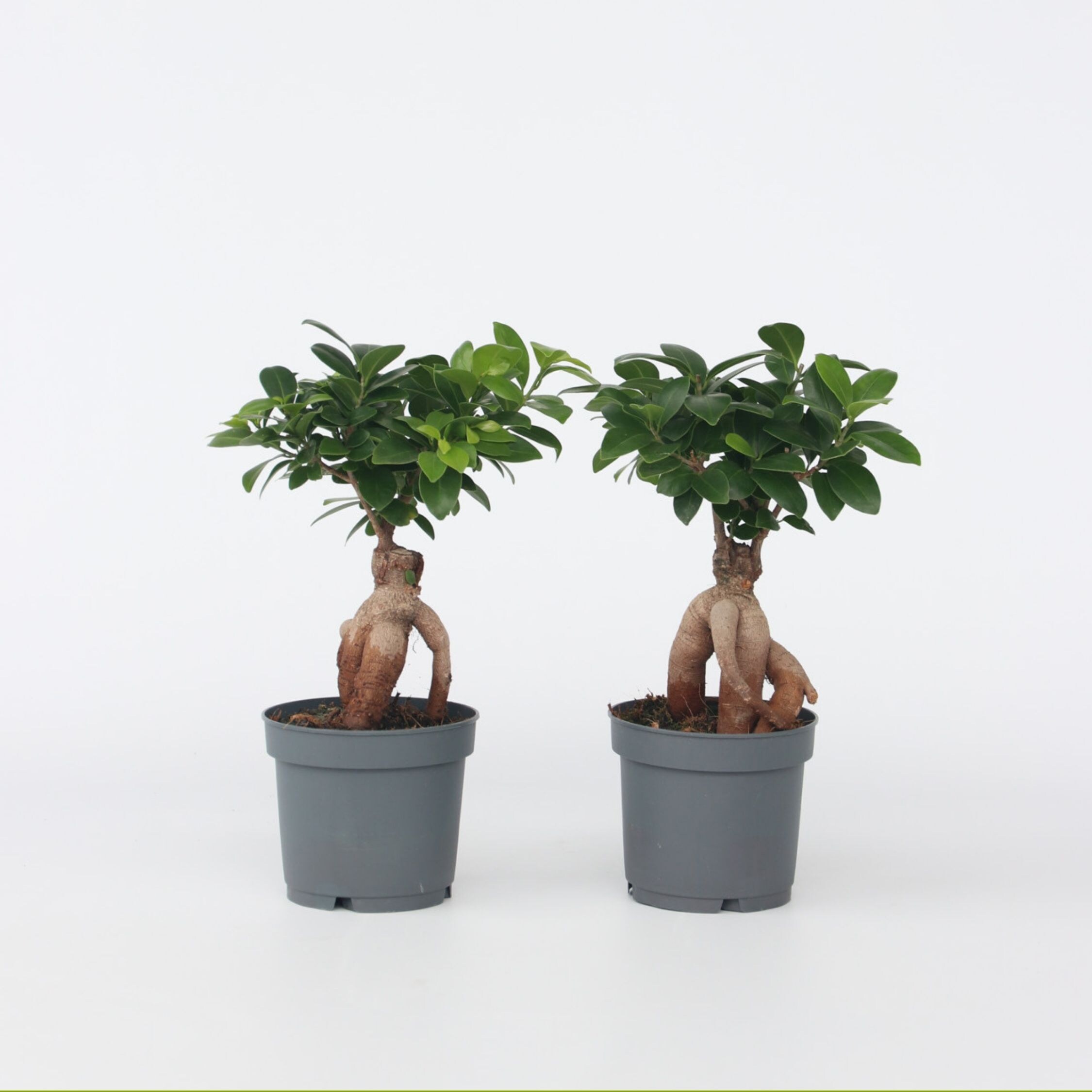 Plant in a Box - Bonsaibaum - 4 Stk - Ficus microcarpa - H&ouml;he 30-40cm - Topf 12cm - Bild 1