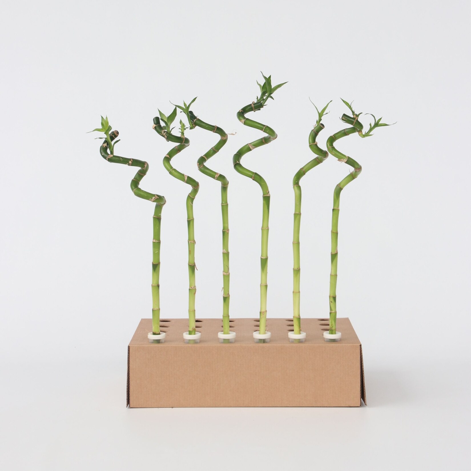 Plant in a Box – Glücksbambus – 6 Stk – Dracaena sanderiana – Höhe 40-50cm – Topf 2cm | 07428476965983