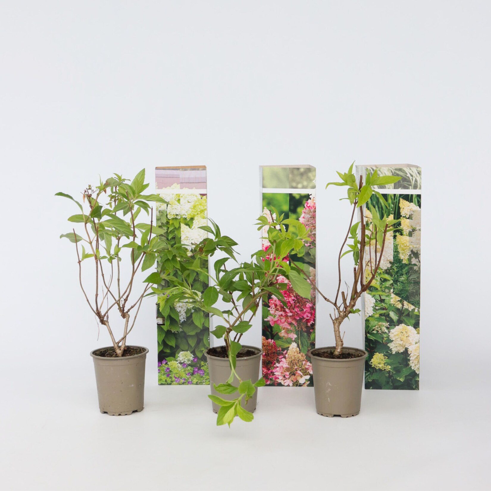 Plant in a Box – Hortensie – 6 Stk – Hortensia paniculata – Höhe 25-35cm – Topf 9cm | 07428470702713