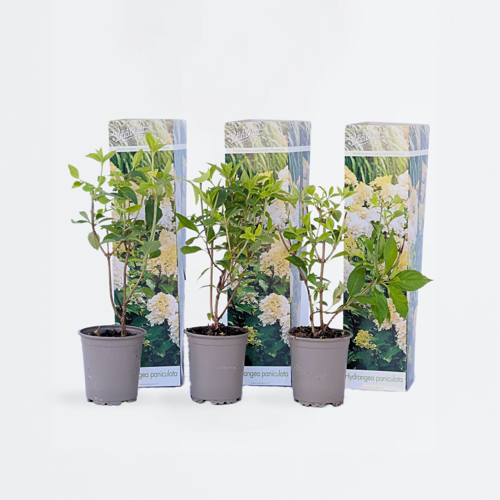 Plant in a Box – Hortensie – 3 Stk – Hydrangea paniculata ‚Phantom‘ – Höhe 25-40cm – Topf 9cm | 06097240066082