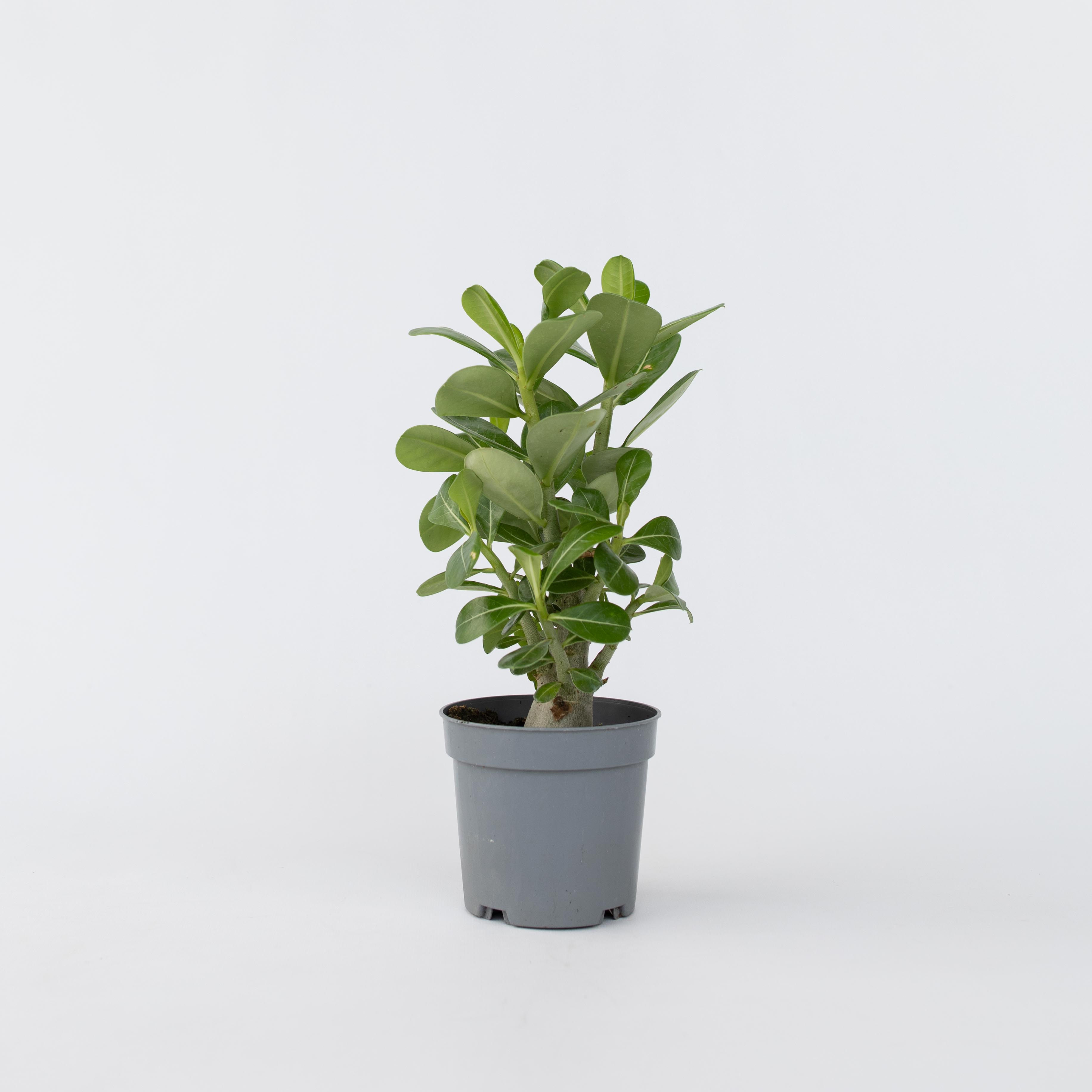 Plant in a Box - W&uuml;stenrose - Adenium obesum - H&ouml;he 25-40cm - Topf 10,5cm - Bild 1