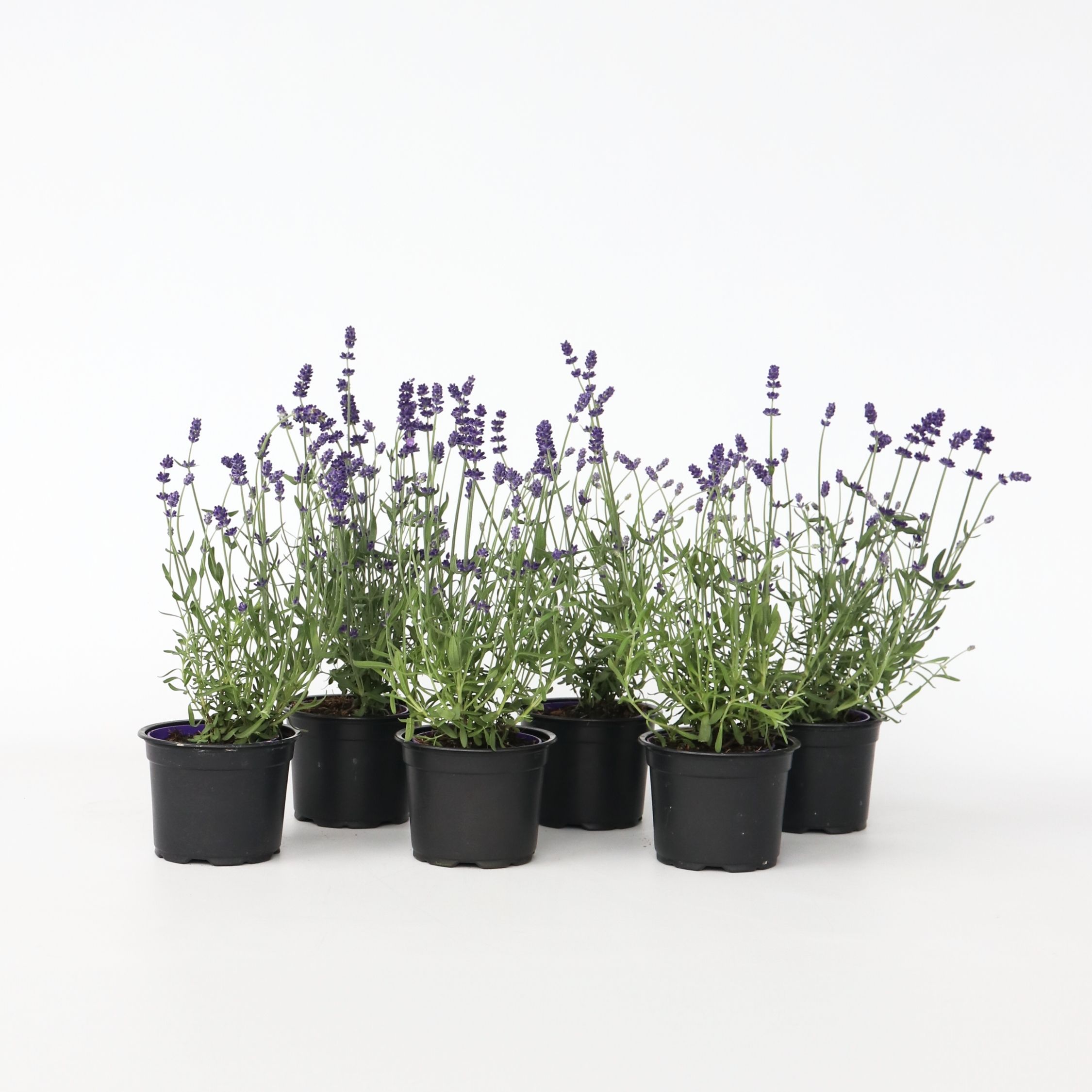 Plant in a Box - Lavendelpflanzen - 12 Stk - Lavandula angustifolia - H&ouml;he 10-15cm - Topf 11cm - Bild 1