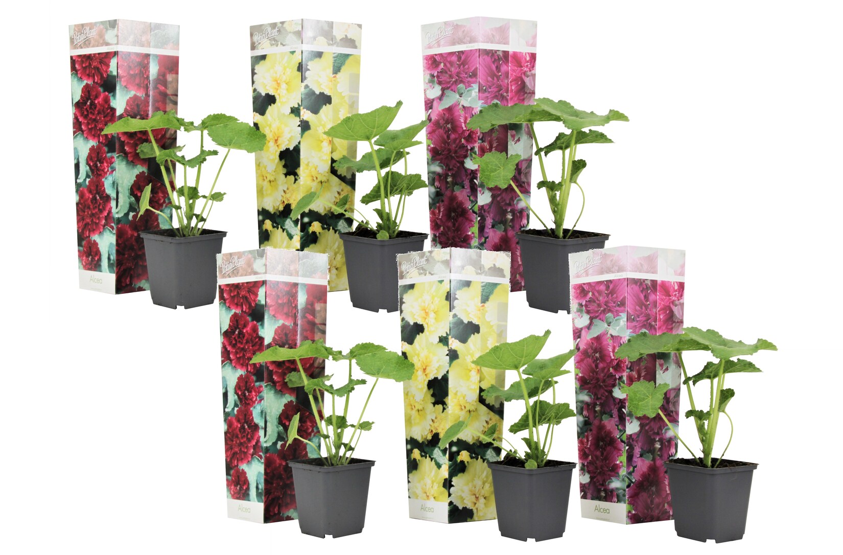 Plant in a Box – Stockrose – 6 Stk – Alcea rosea – Höhe 25-40cm – Topf 9cm | 07428475547951