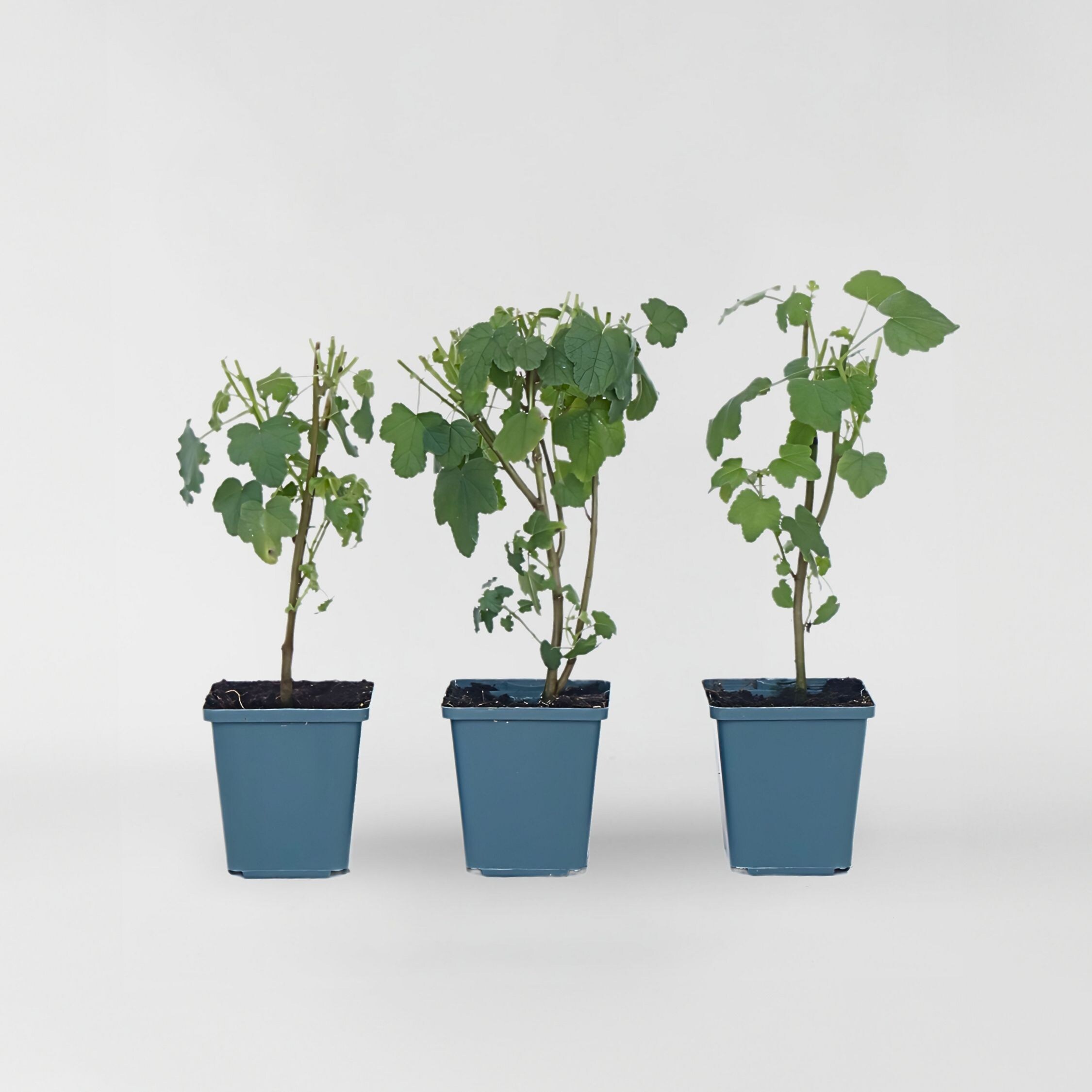 Plant in a Box - Kapmalve - 3 Stk - Anisodontea capensis 'El Rayo' - H&ouml;he 25-40cm - Topf 9cm - Bild 1