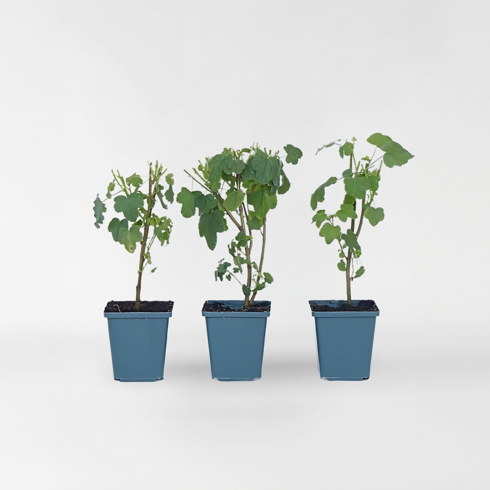 Plant in a Box – Kapmalve – 6 Stk – Anisodontea capensis ‚El Rayo‘ – Höhe 25-40cm – Topf 9cm | 06097222870874