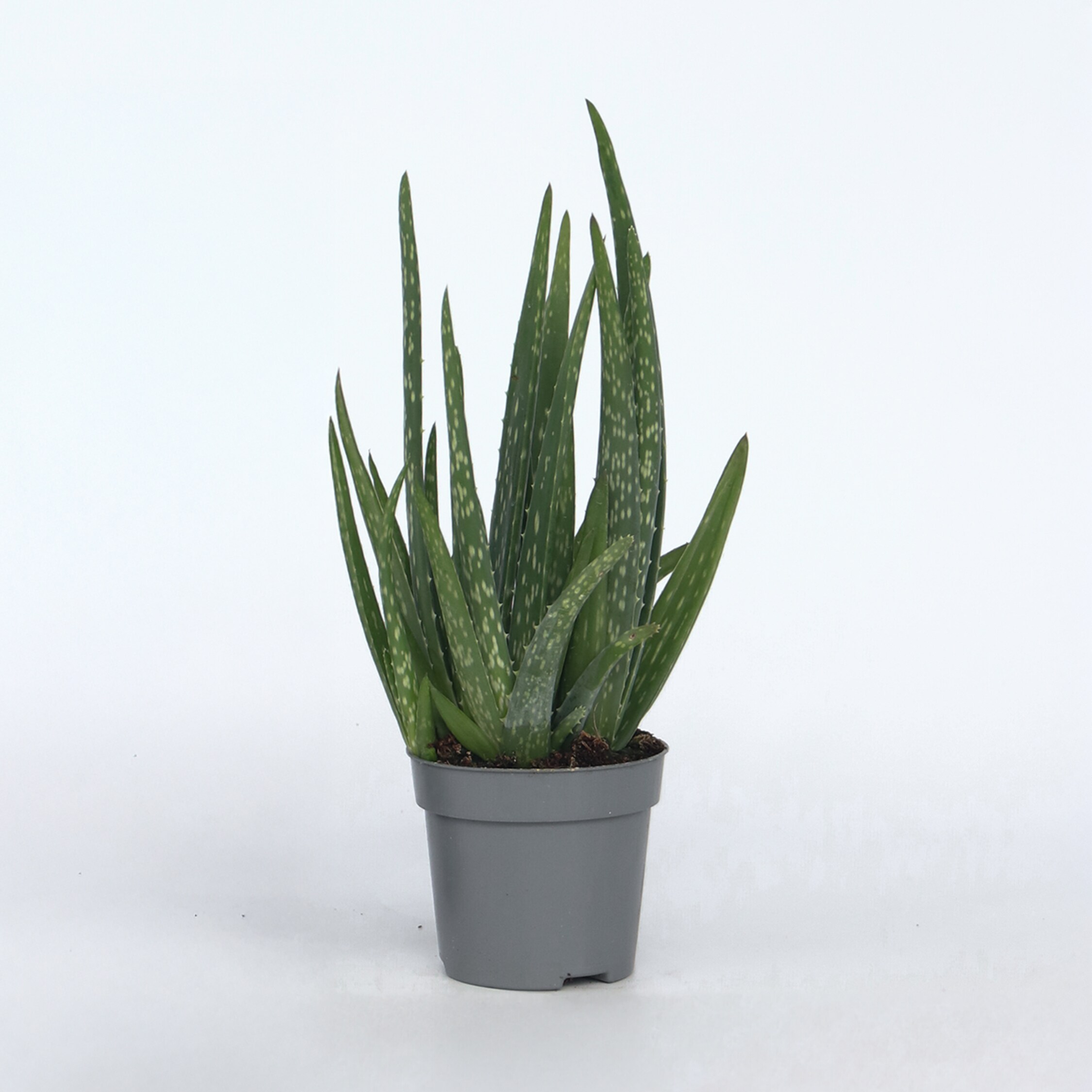 Plant in a Box - Aloe barbadensis - Aloe Vera - H&ouml;he 25-40cm - Pot 10,5cm - Bild 1