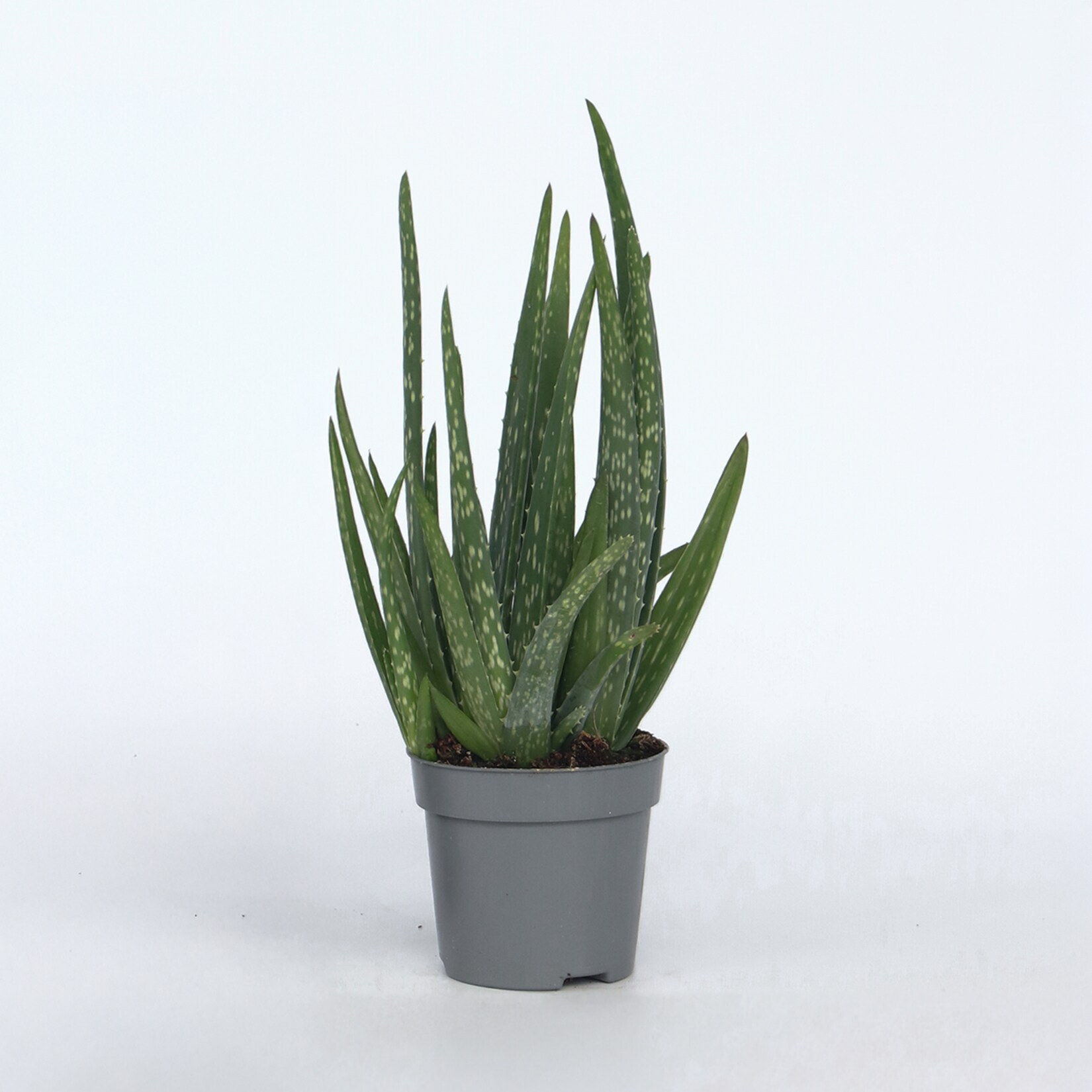 Plant in a Box – Aloe barbadensis – Aloe Vera – Höhe 25-40cm – Pot 10,5cm | 08721278900435
