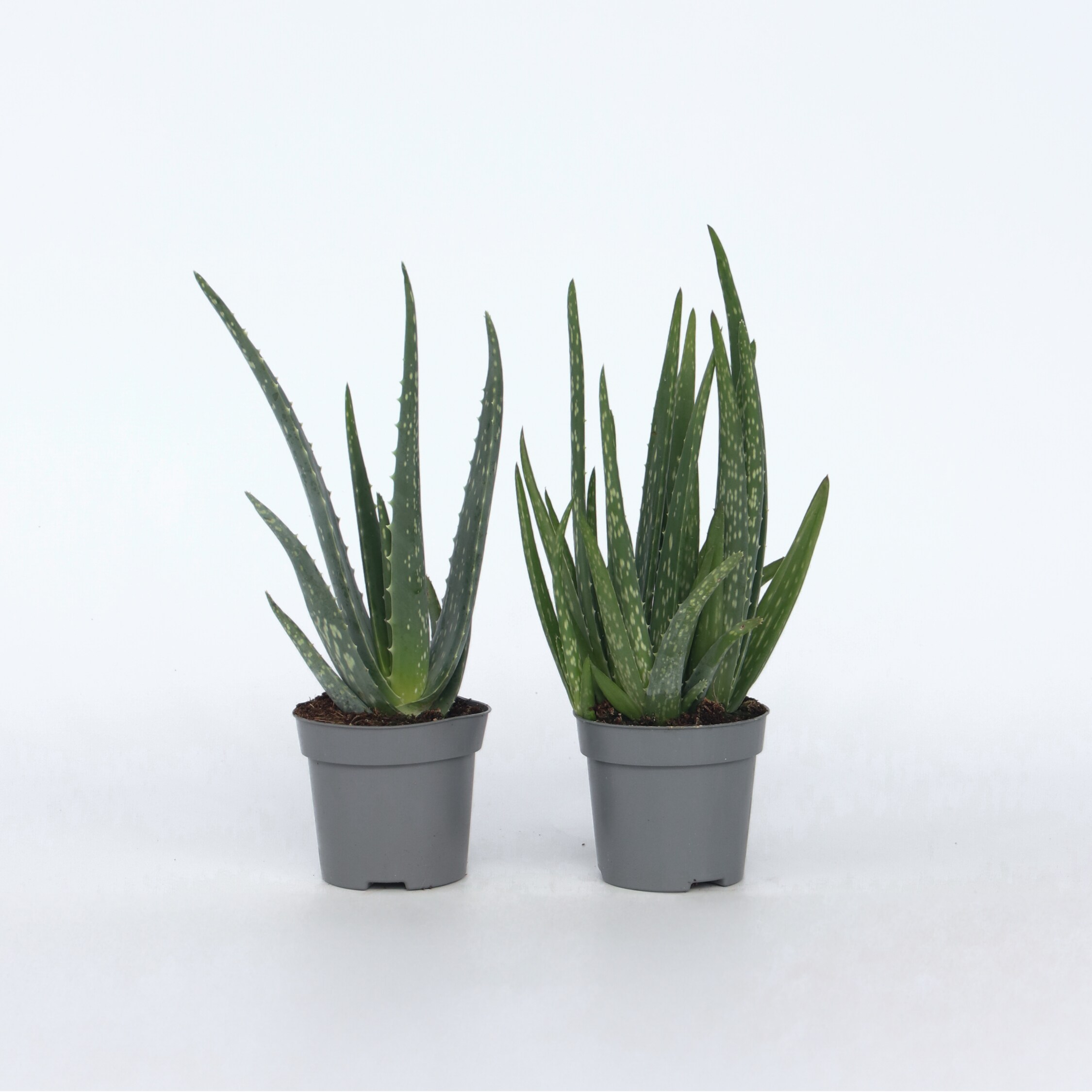 Plant in a Box - Aloe Vera - 2 Stk - Aloe barbadensis - H&ouml;he 25-40cm - Topf 11cm - Bild 1